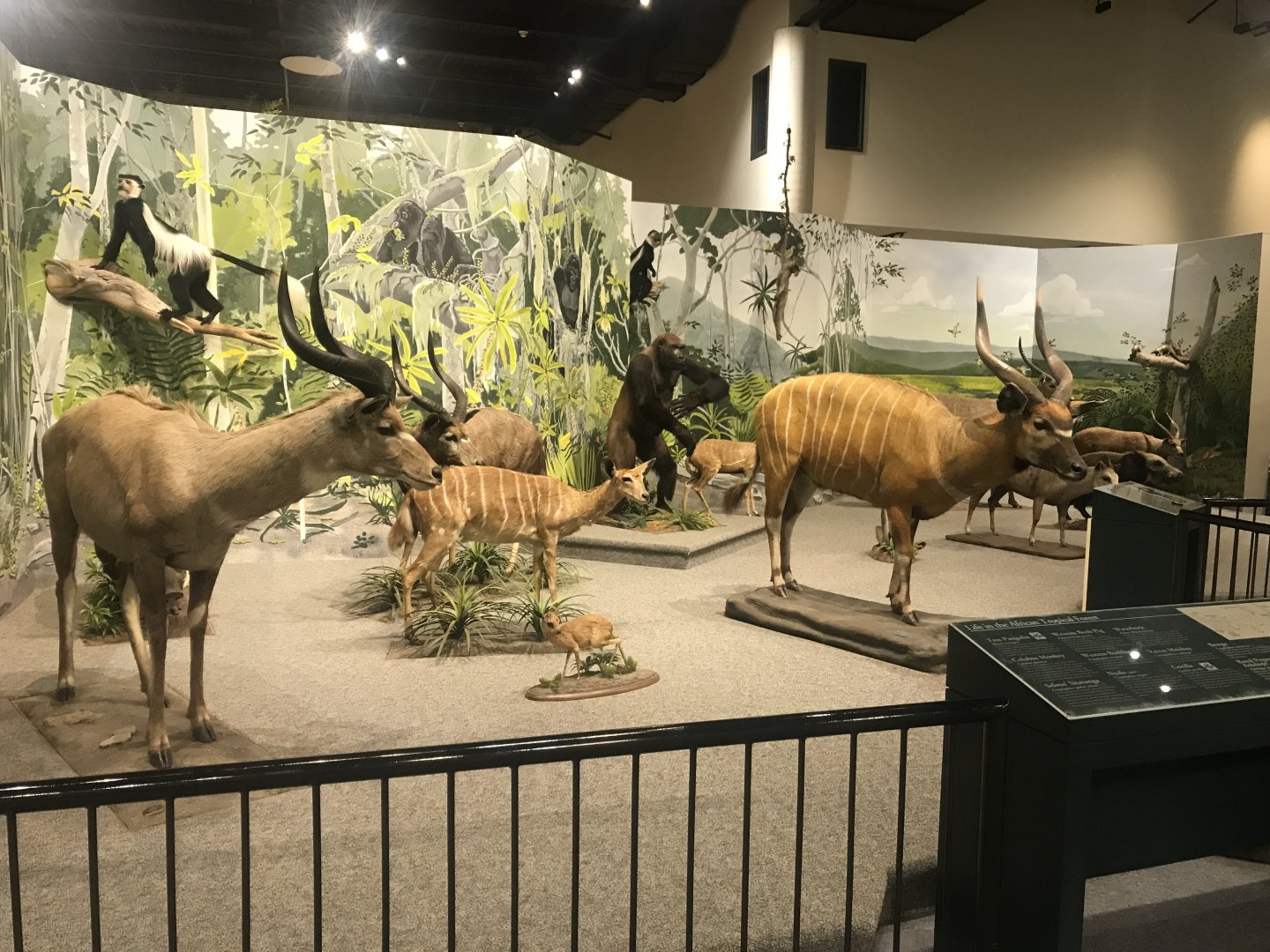 Delbridge Museum of Natural History -African Tropical Forest Display