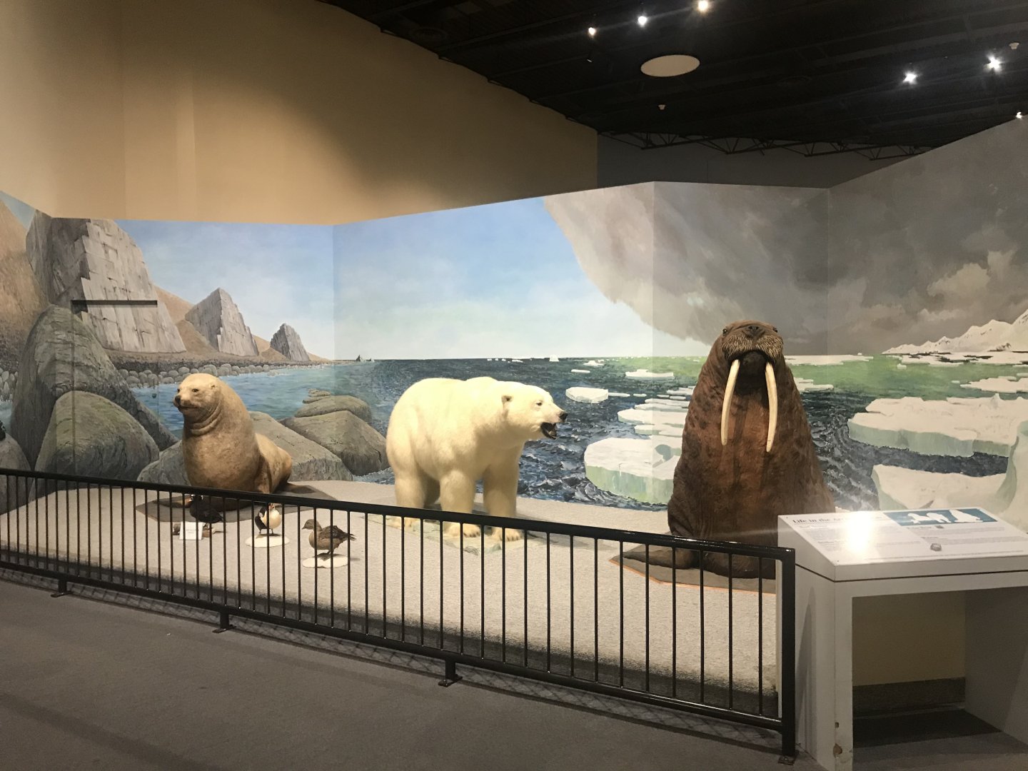 Delbridge Museum of Natural History - Arctic Circle Display