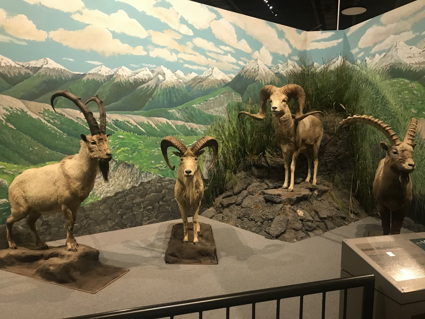 Delbridge Museum of Natural History -  Asian Highlands Display