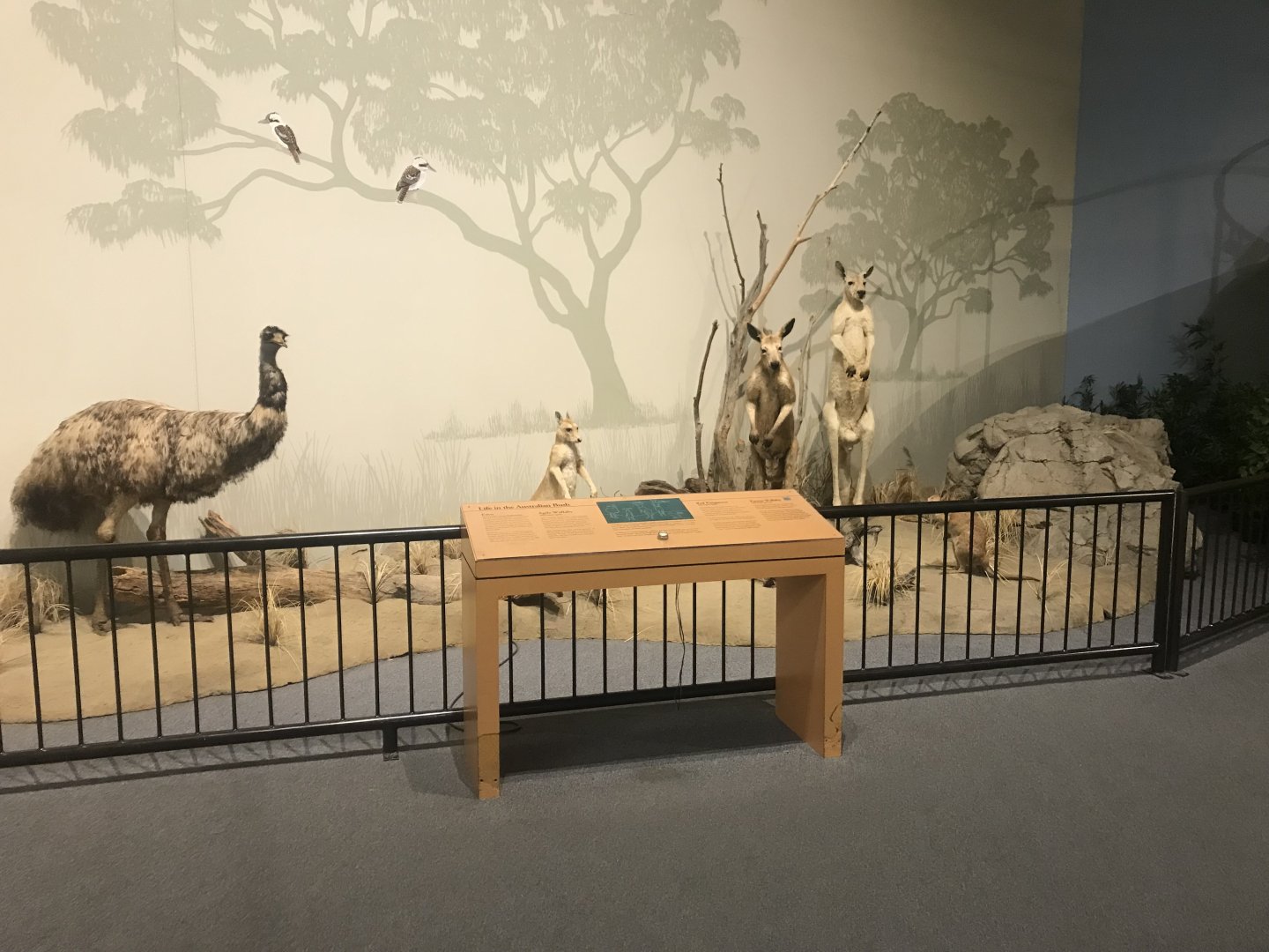 Delbridge Museum of Natural History - Australia Display