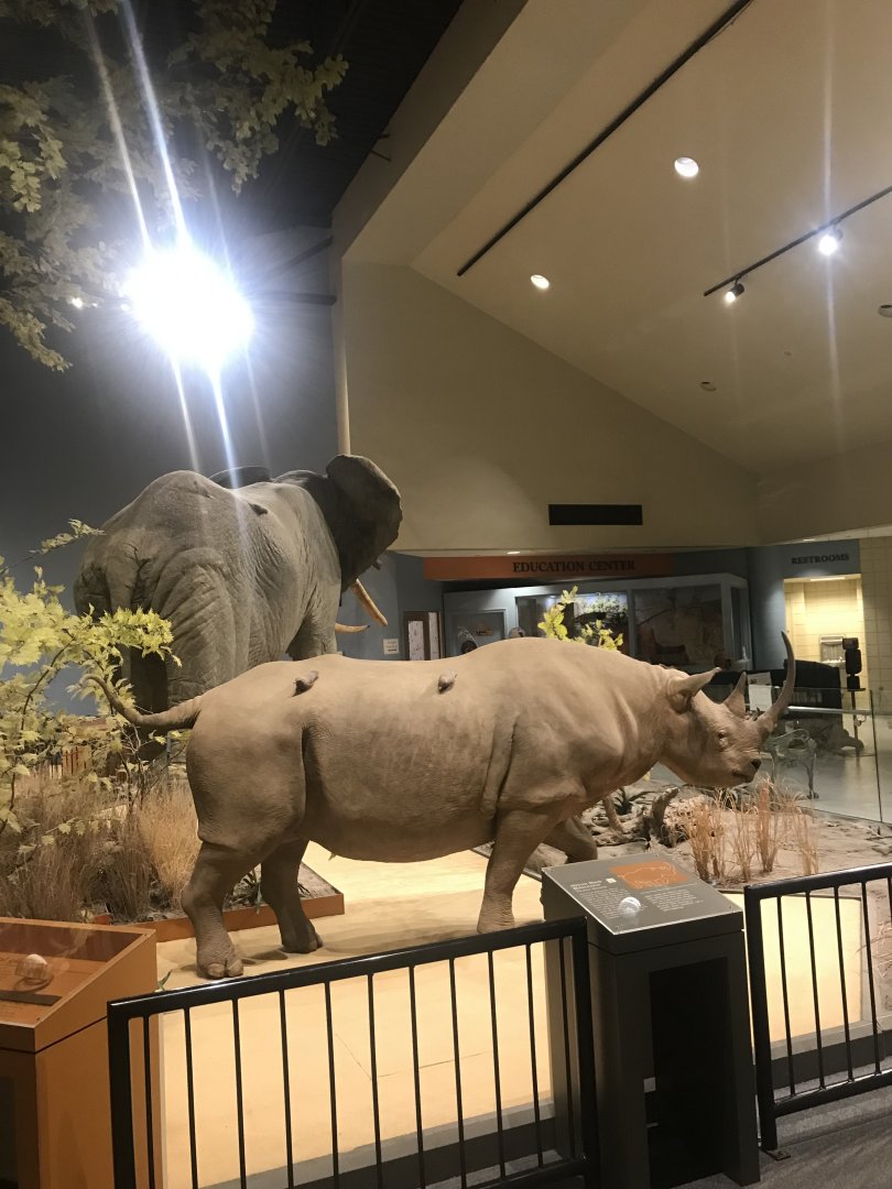 Delbridge Museum of Natural History - Eastern Black Rhinoceros