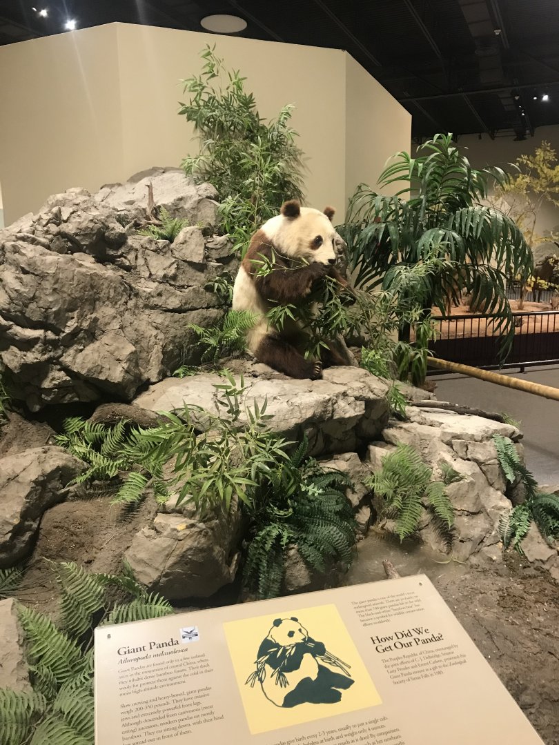 Delbridge Museum of Natural History - Giant Panda Display