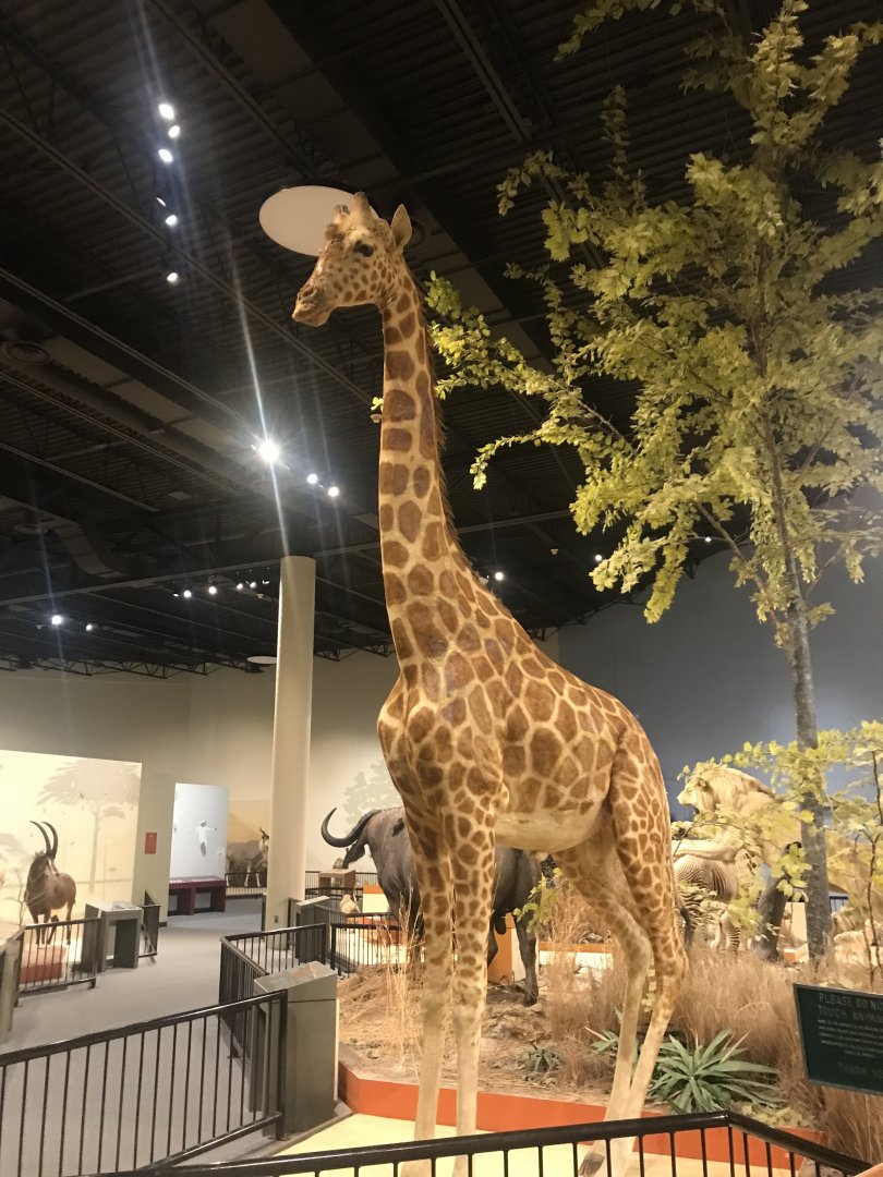 Delbridge Museum of Natural History - Giraffe
