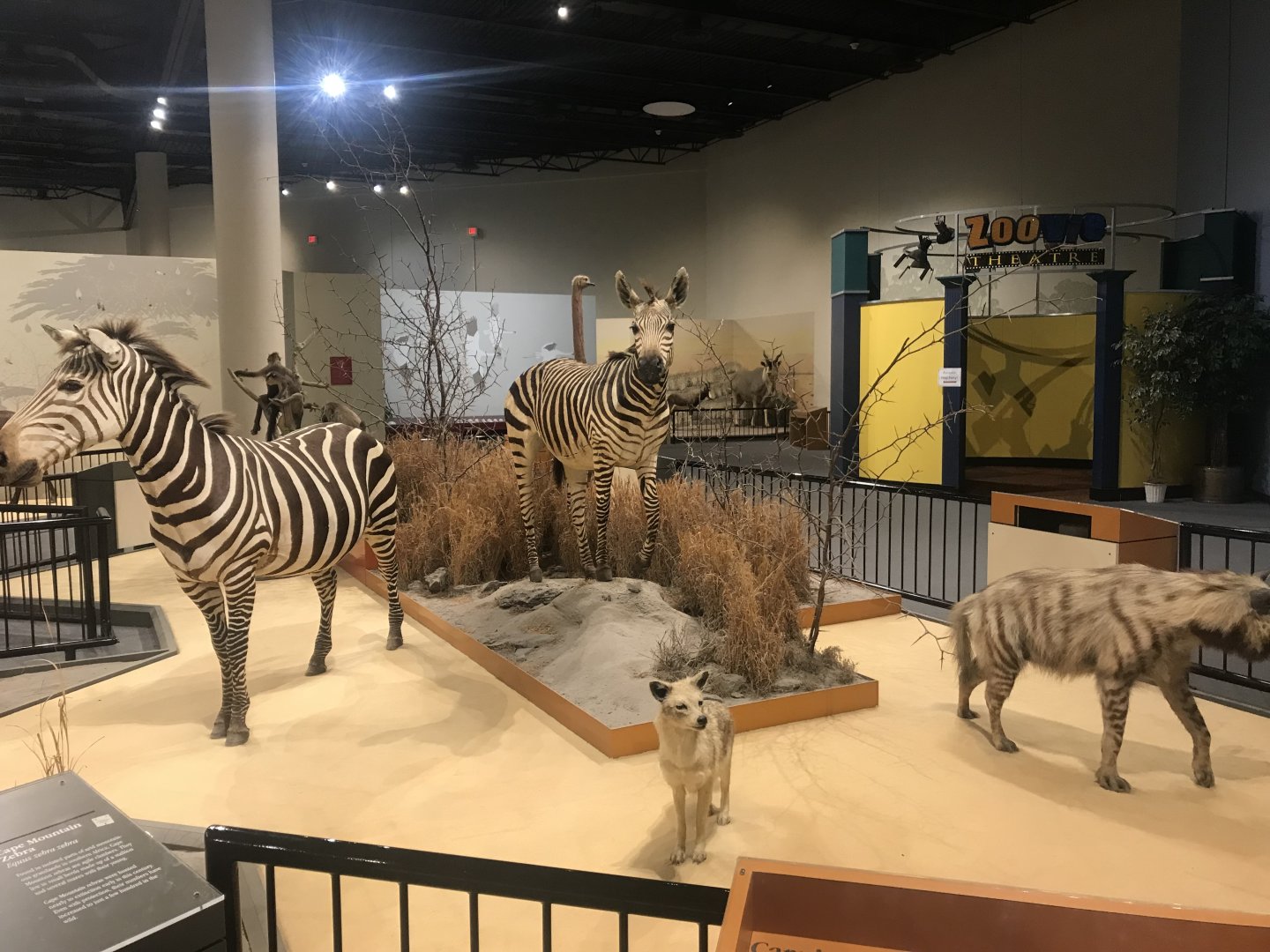 Delbridge Museum of Natural History - Grant’s Zebra, Golden Jackal, Striped Hyena