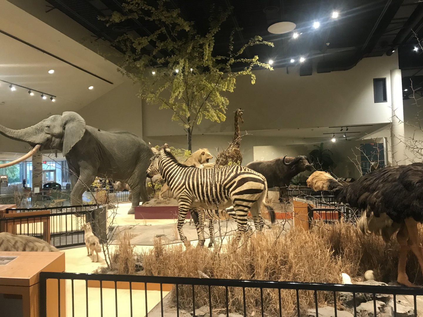 Delbridge Museum of Natural History - Grant’s Zebra, Ostrich, African Bush Elephant, Cape Buffalo