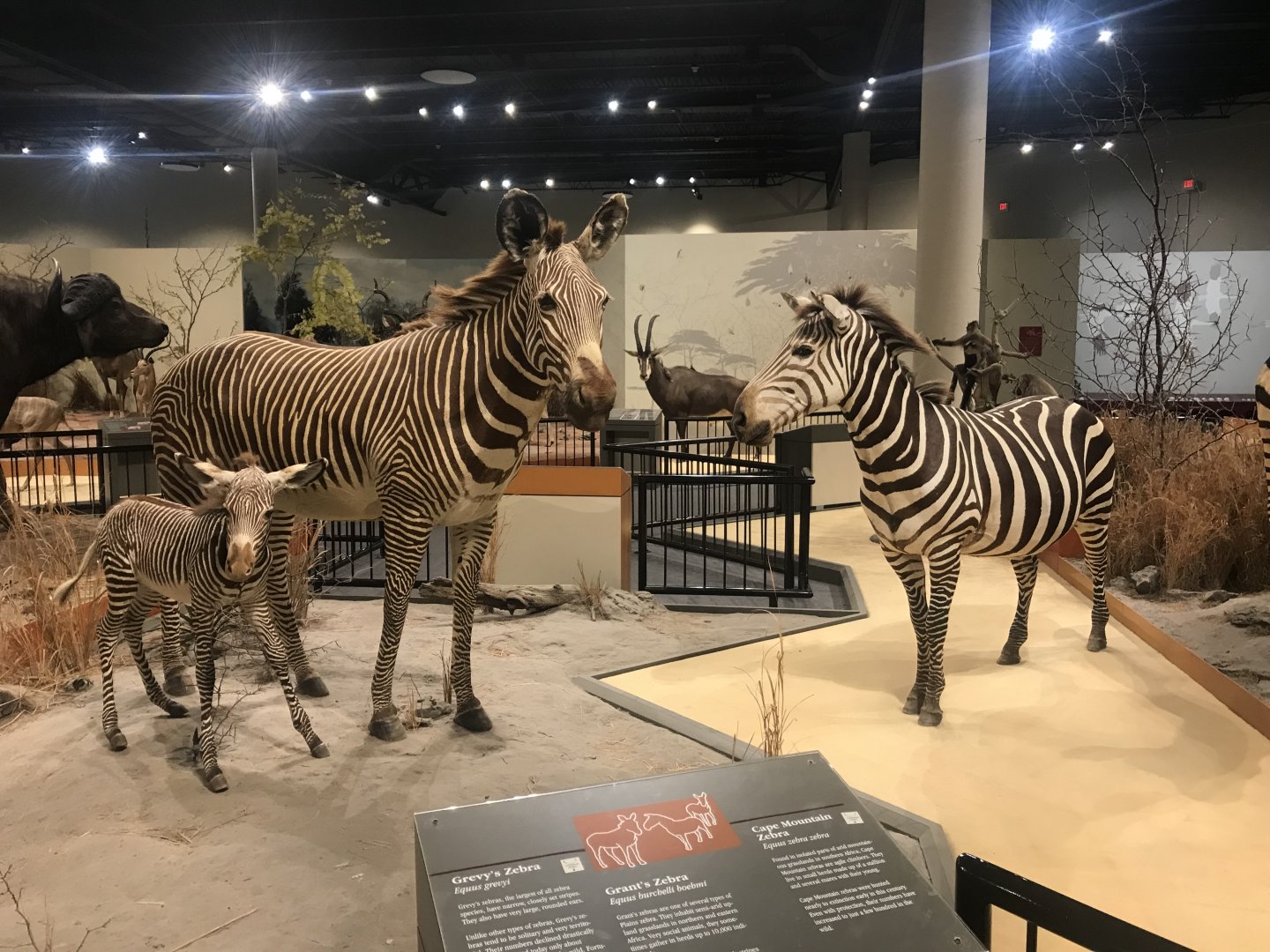 Delbridge Museum of Natural History - Grant’s Zebras