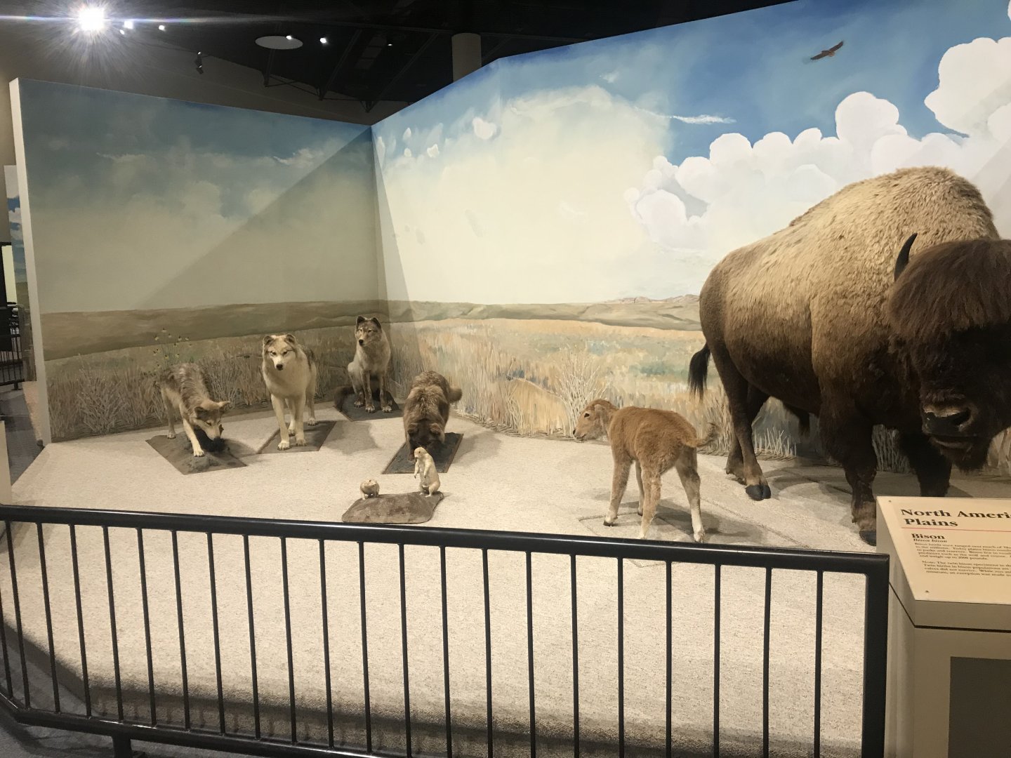 Delbridge Museum of Natural History - Great Plains Display