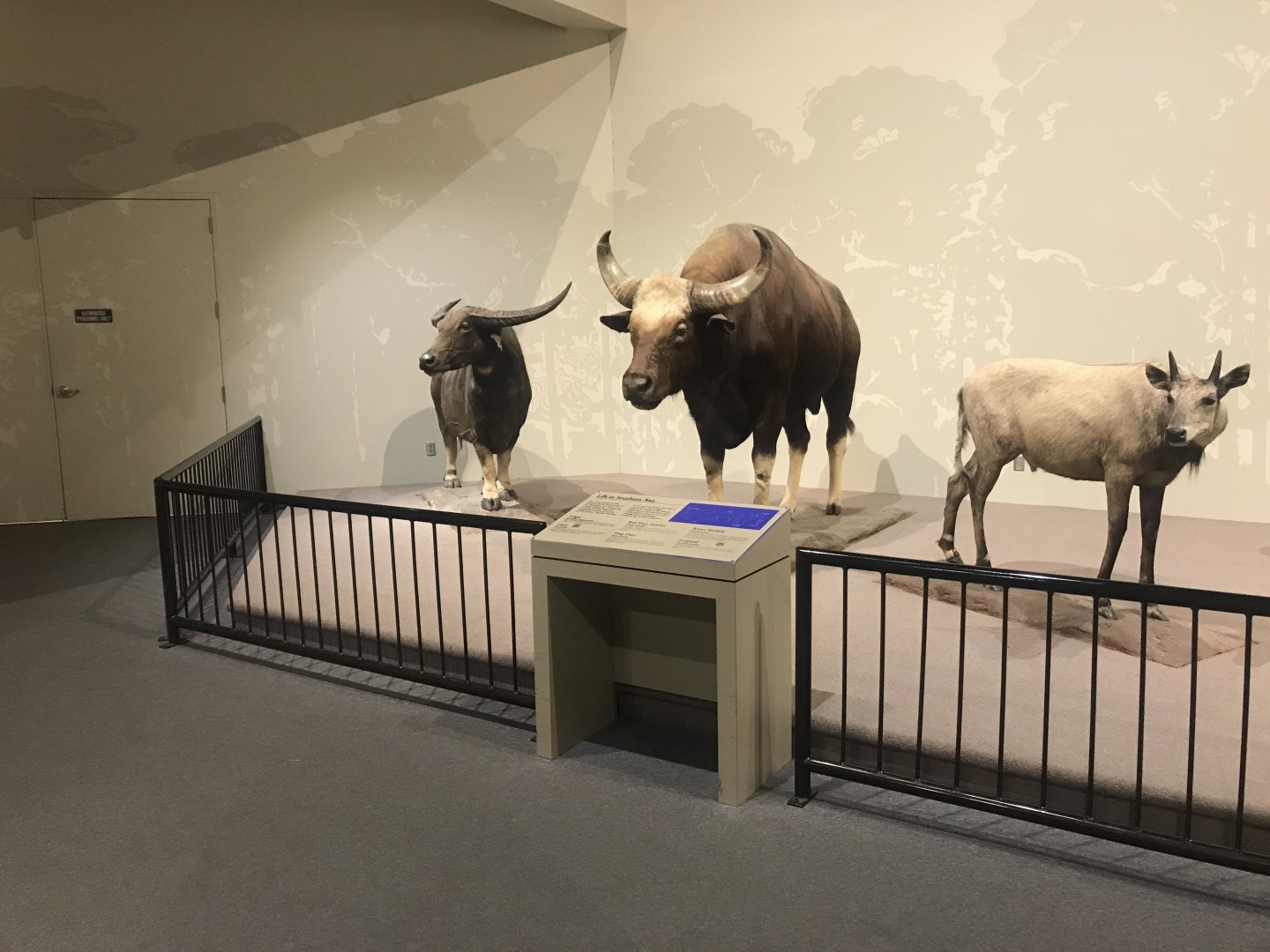 Delbridge Museum of Natural History - Indian Display #1