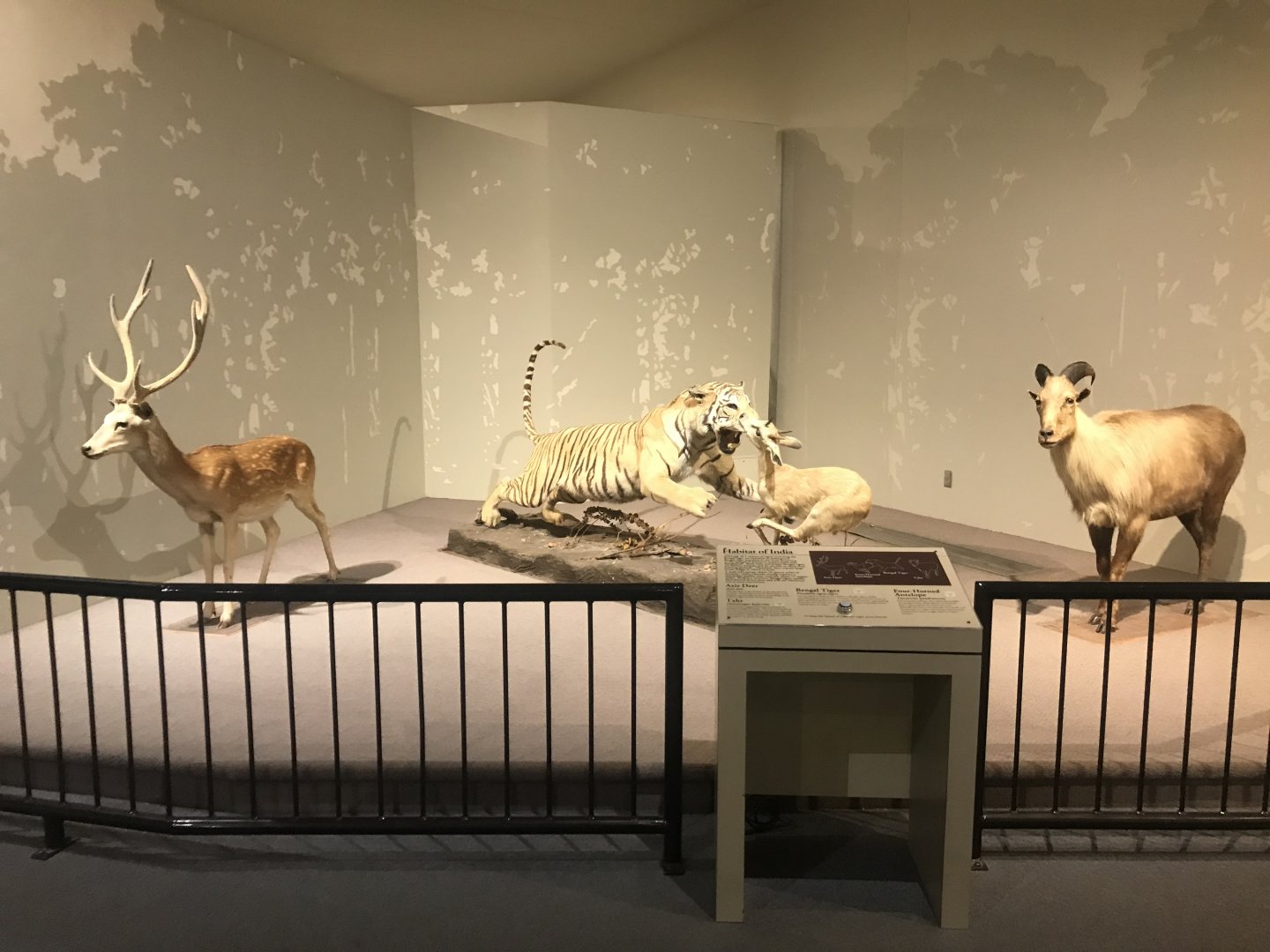 Delbridge Museum of Natural History - Indian Display #2