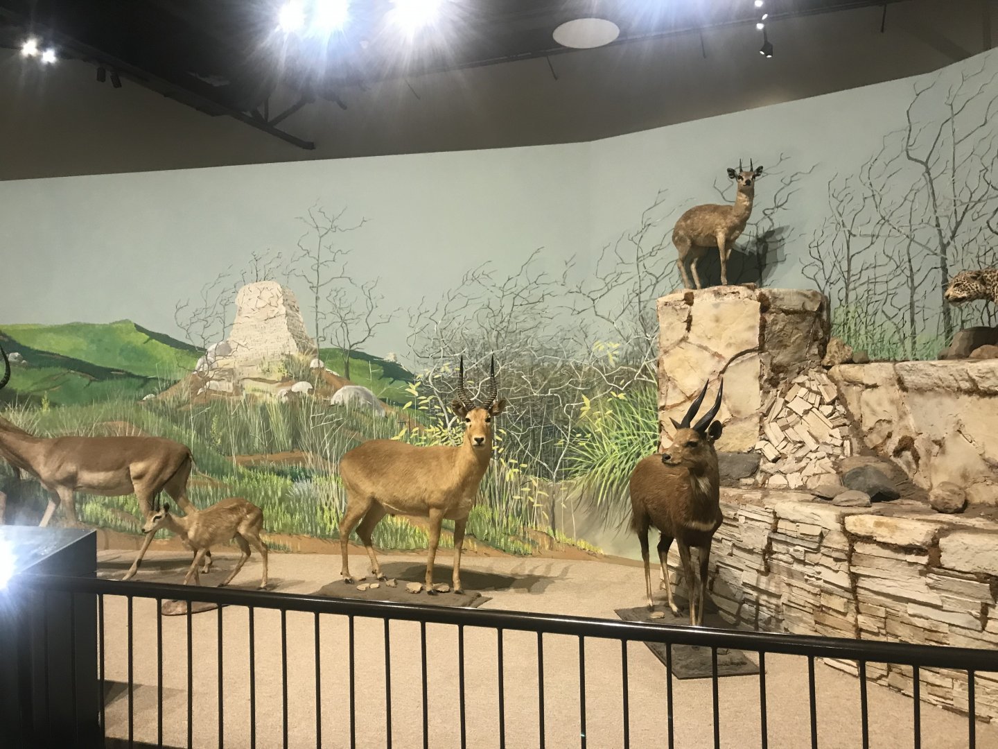 Delbridge Museum of Natural History - Kopje Display