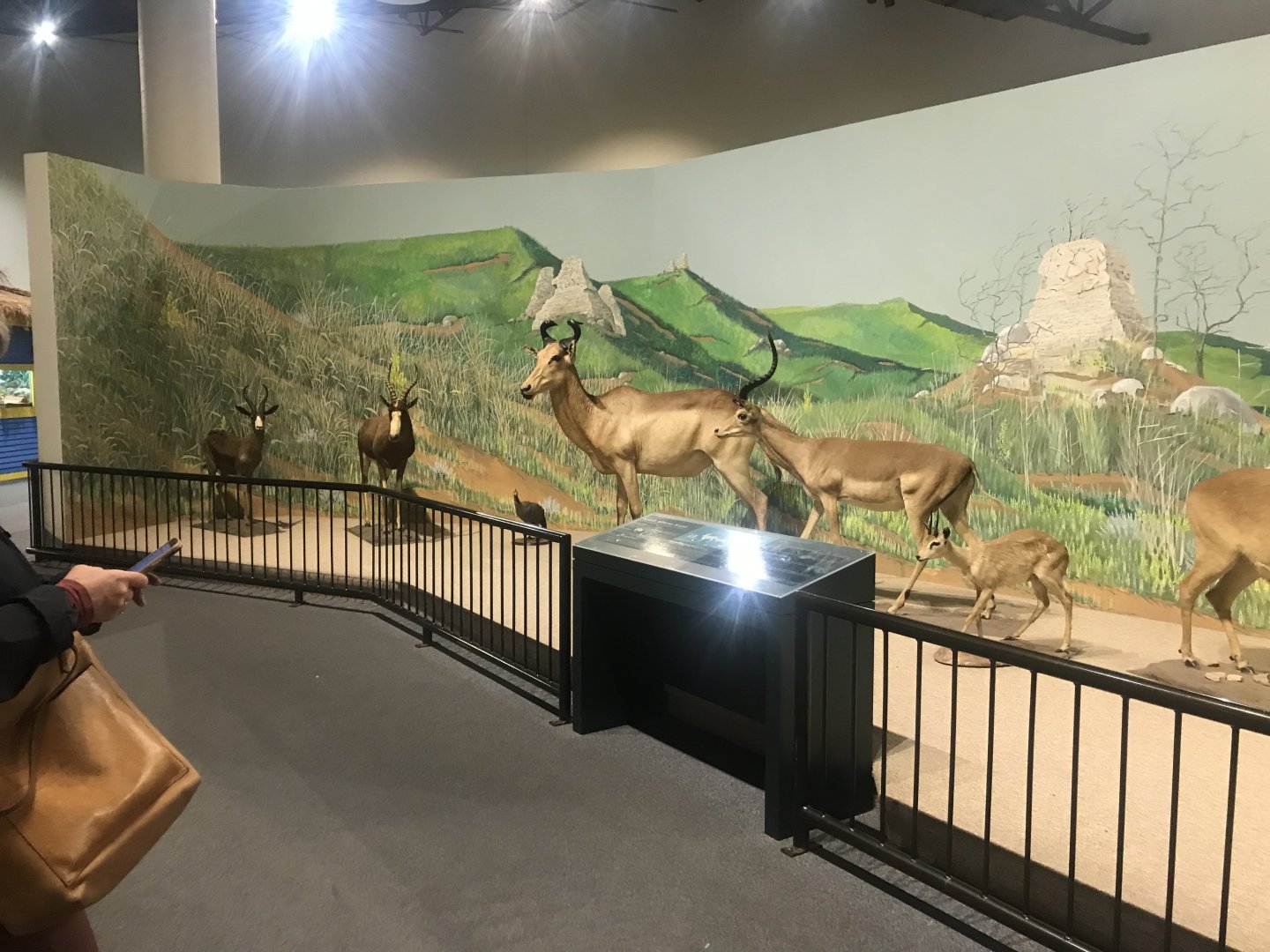 Delbridge Museum of Natural History - Kopje Display