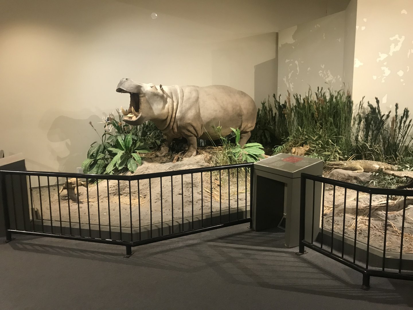 Delbridge Museum of Natural History - Nile River Display