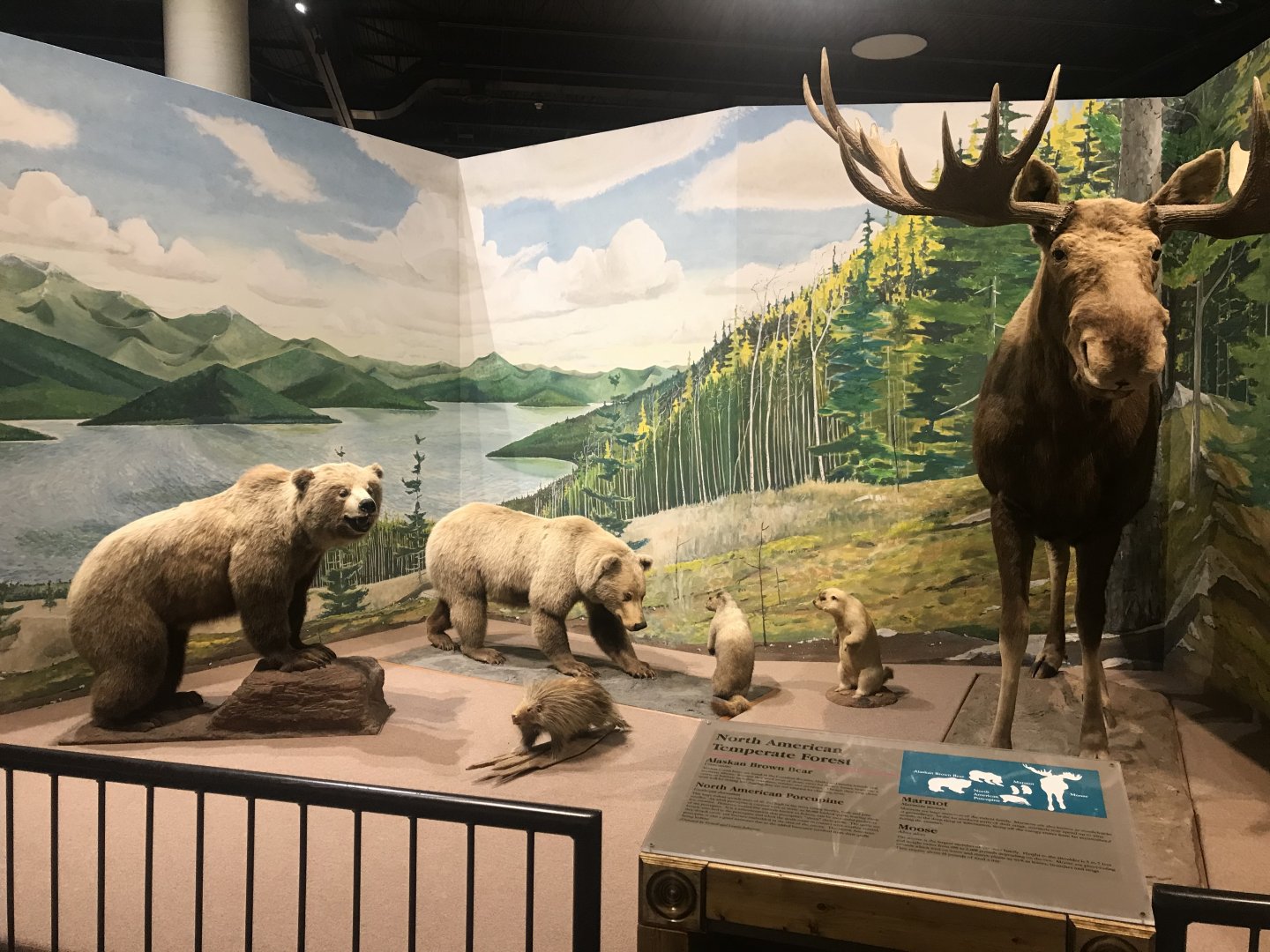 Delbridge Museum of Natural History - North American Temperate Forest Display