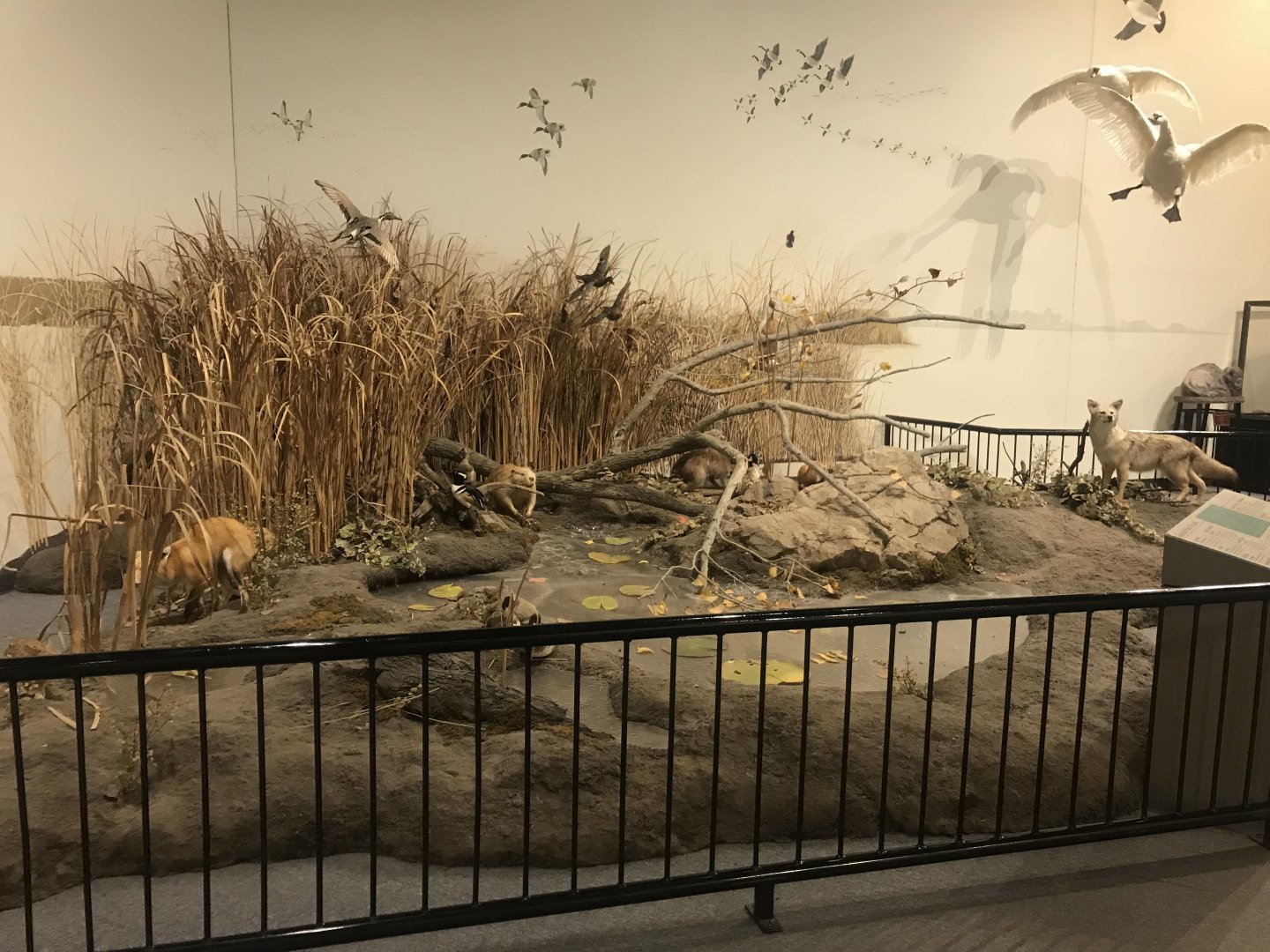 Delbridge Museum of Natural History - North American Wetlands Display