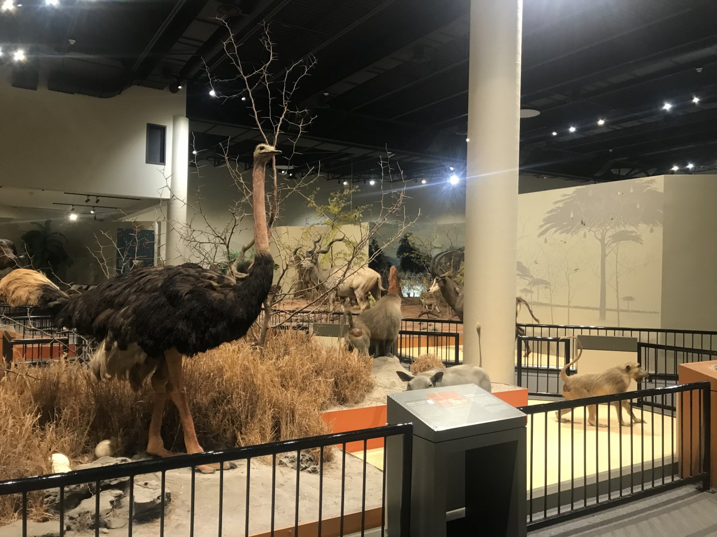Delbridge Museum of Natural History - Ostrich, Hamadryas Baboon, Chacma Baboon, Warthog