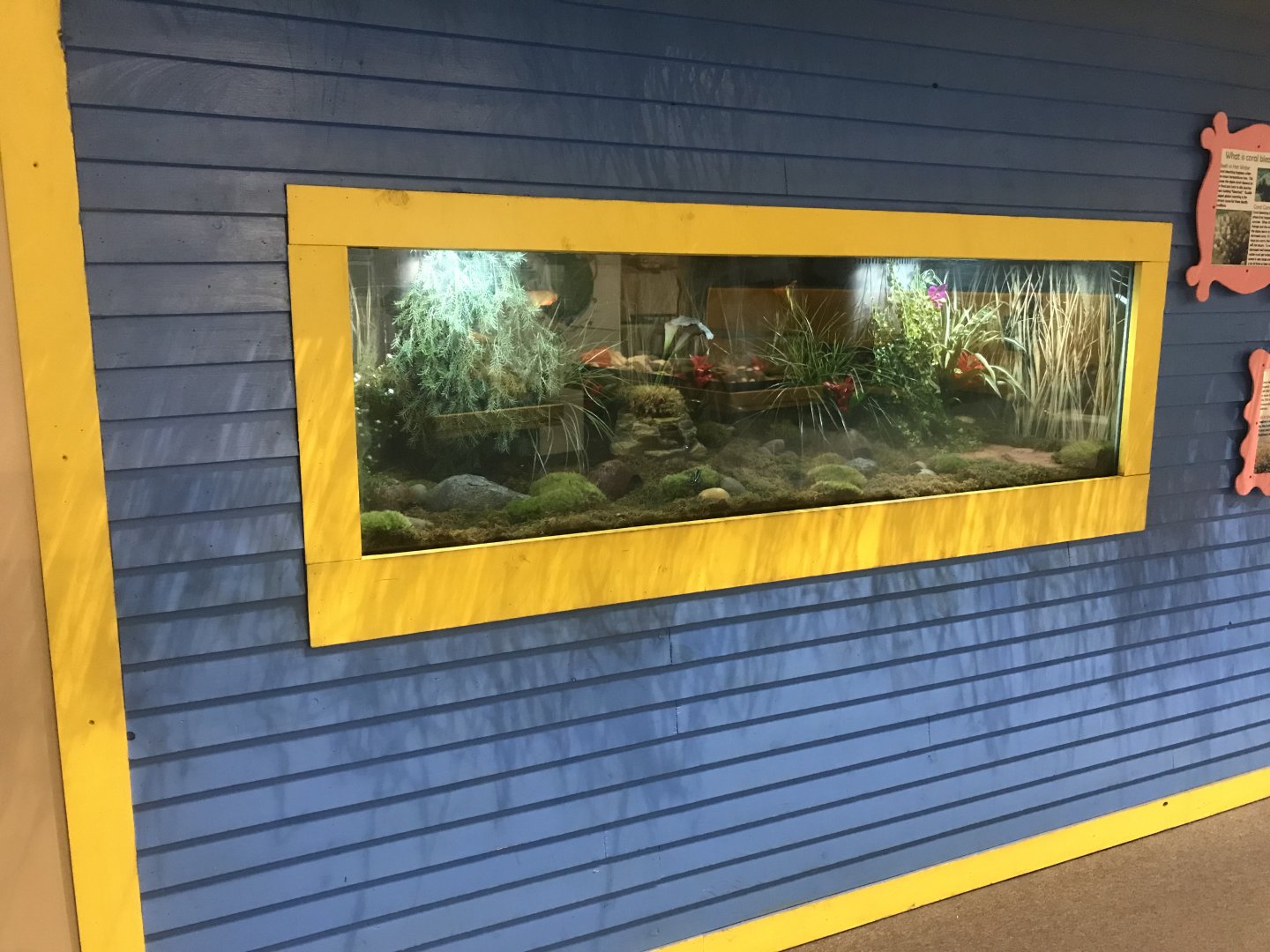 Delbridge Museum of Natural History - Poison Dart Frog Terrarium