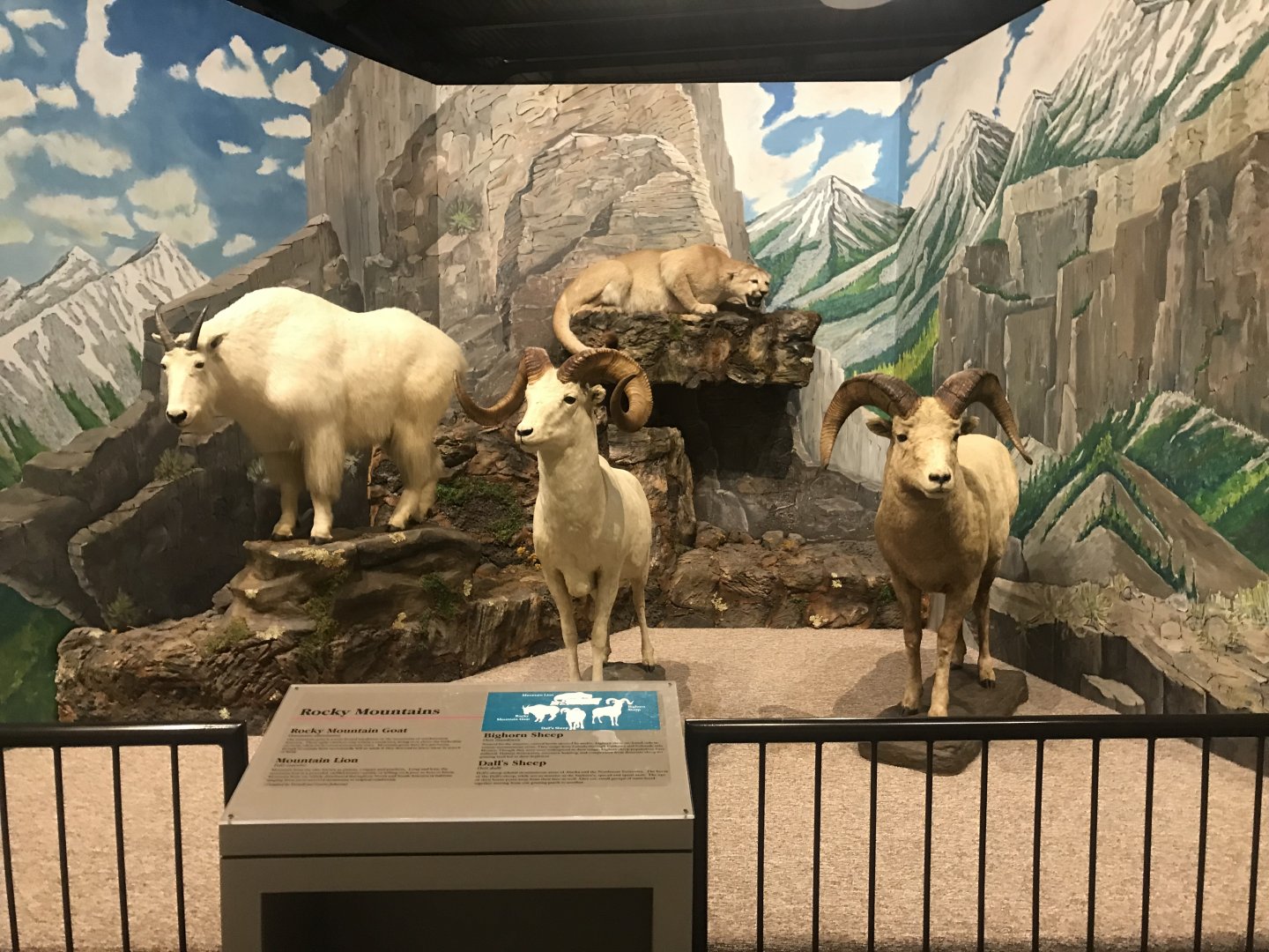 Delbridge Museum of Natural History - Rocky Mountains Display