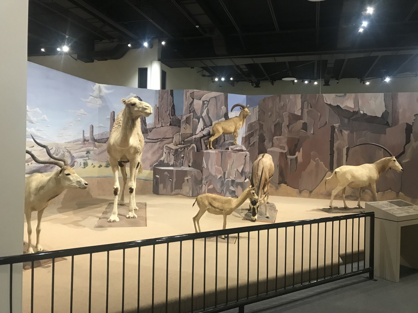 Delbridge Museum of Natural History - Saharan Desert Display