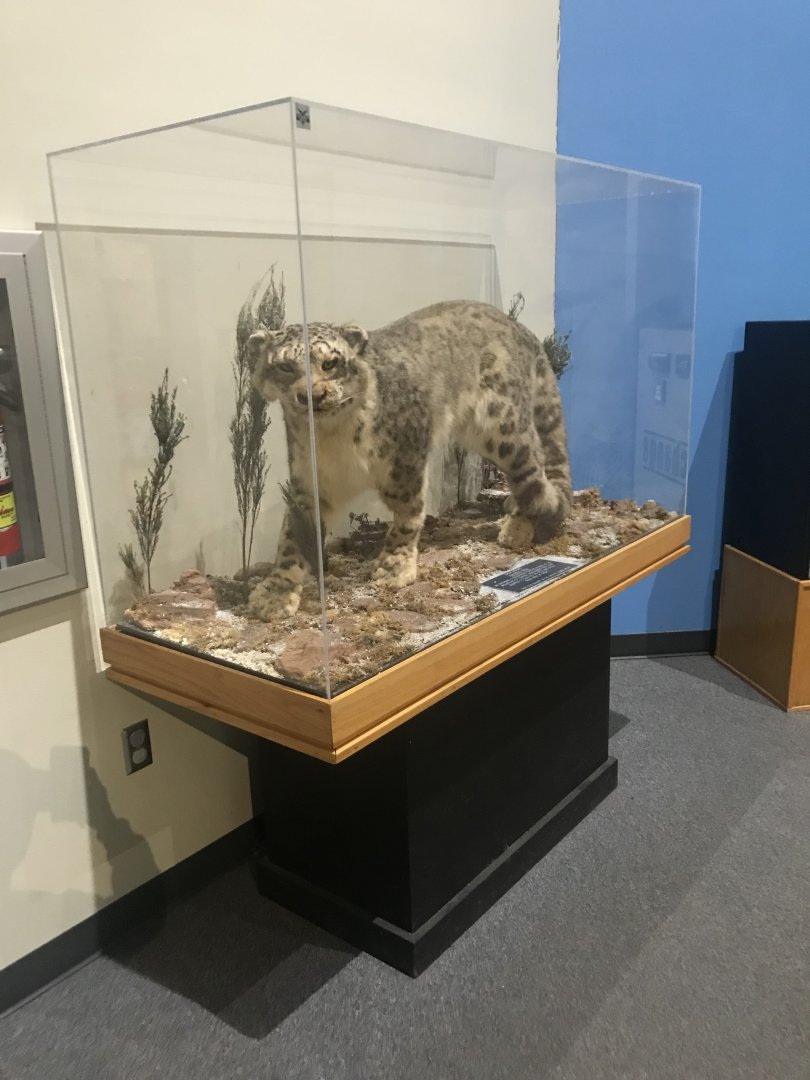 Delbridge Museum of Natural History - Snow Leopard Display