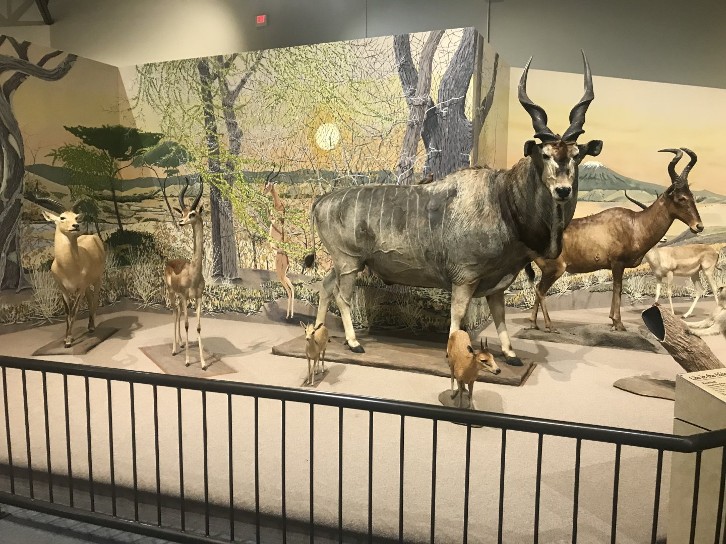 Delbridge Museum of Natural History - South African Cape Display