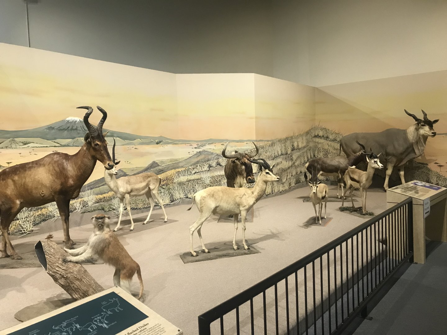 Delbridge Museum of Natural History - South African Cape Display