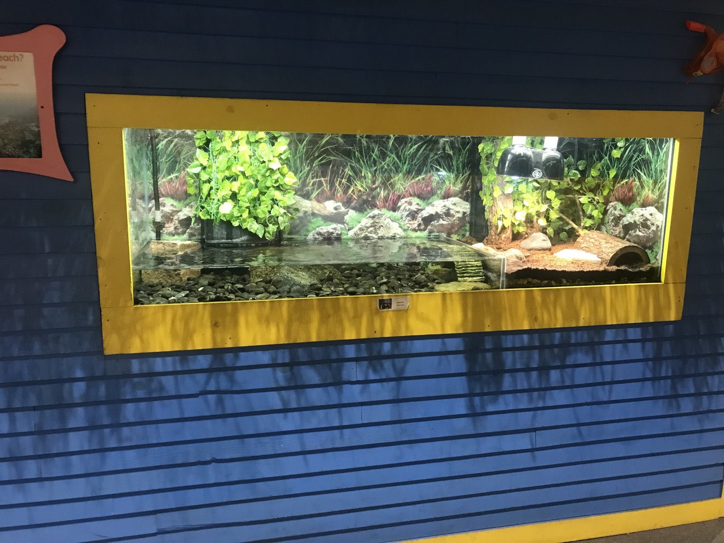 Delbridge Museum of Natural History - Spotted Turtle Terrarium