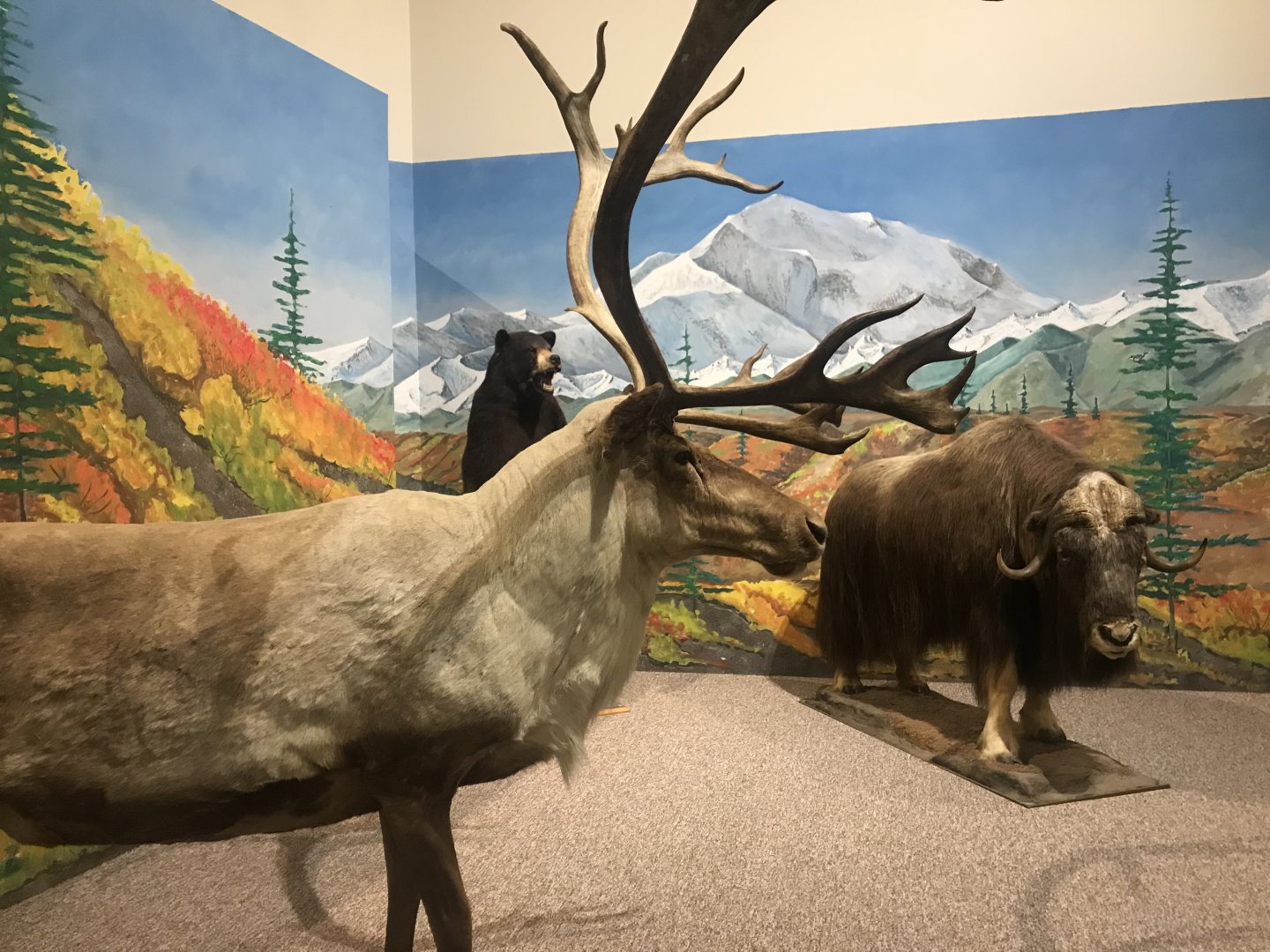 Delbridge Museum of Natural History - Tundra Display
