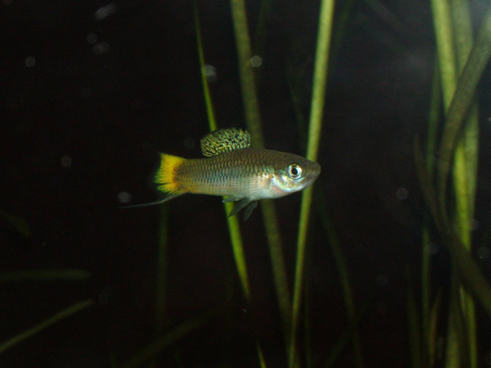 Delicate Swordtail at Frankfurt 31/08/10