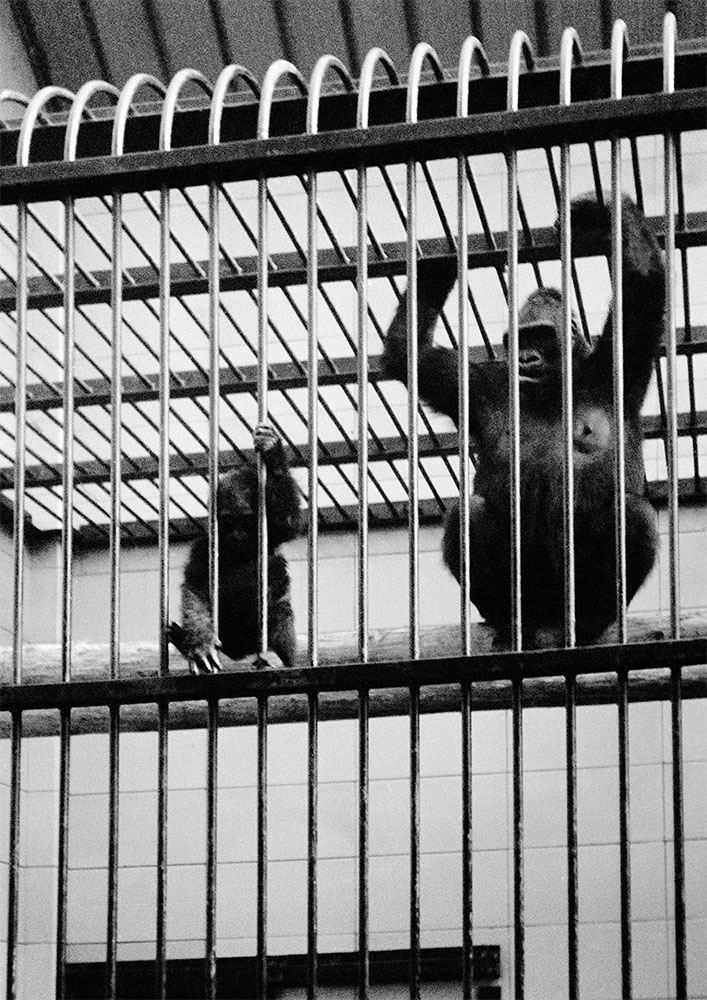 Delilah & Daniel, 6th October 1971