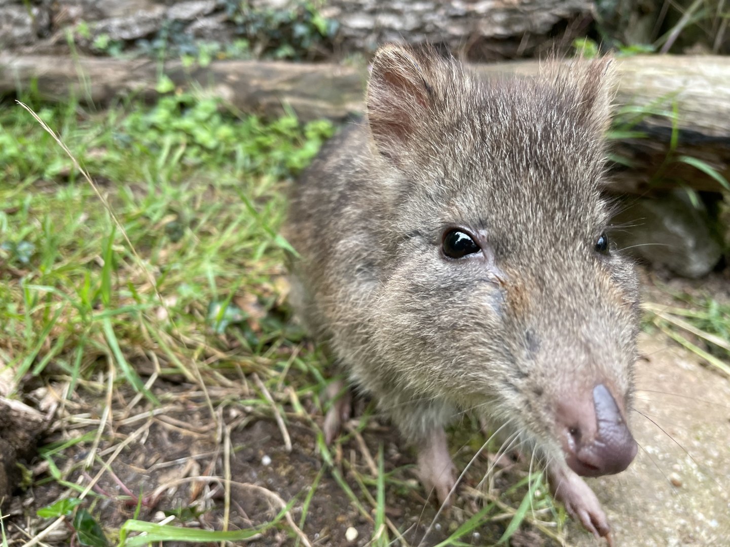 Delilah the female L-N Potoroo