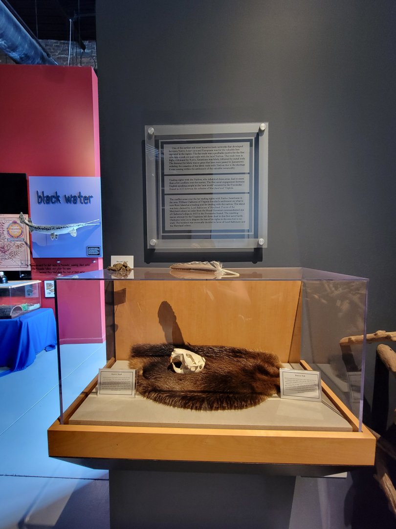 Delmarva Discovery Museum - Beaver info