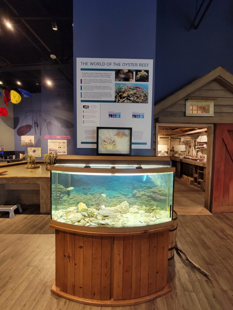 Delmarva Discovery Museum - Blue crab & oyster tank