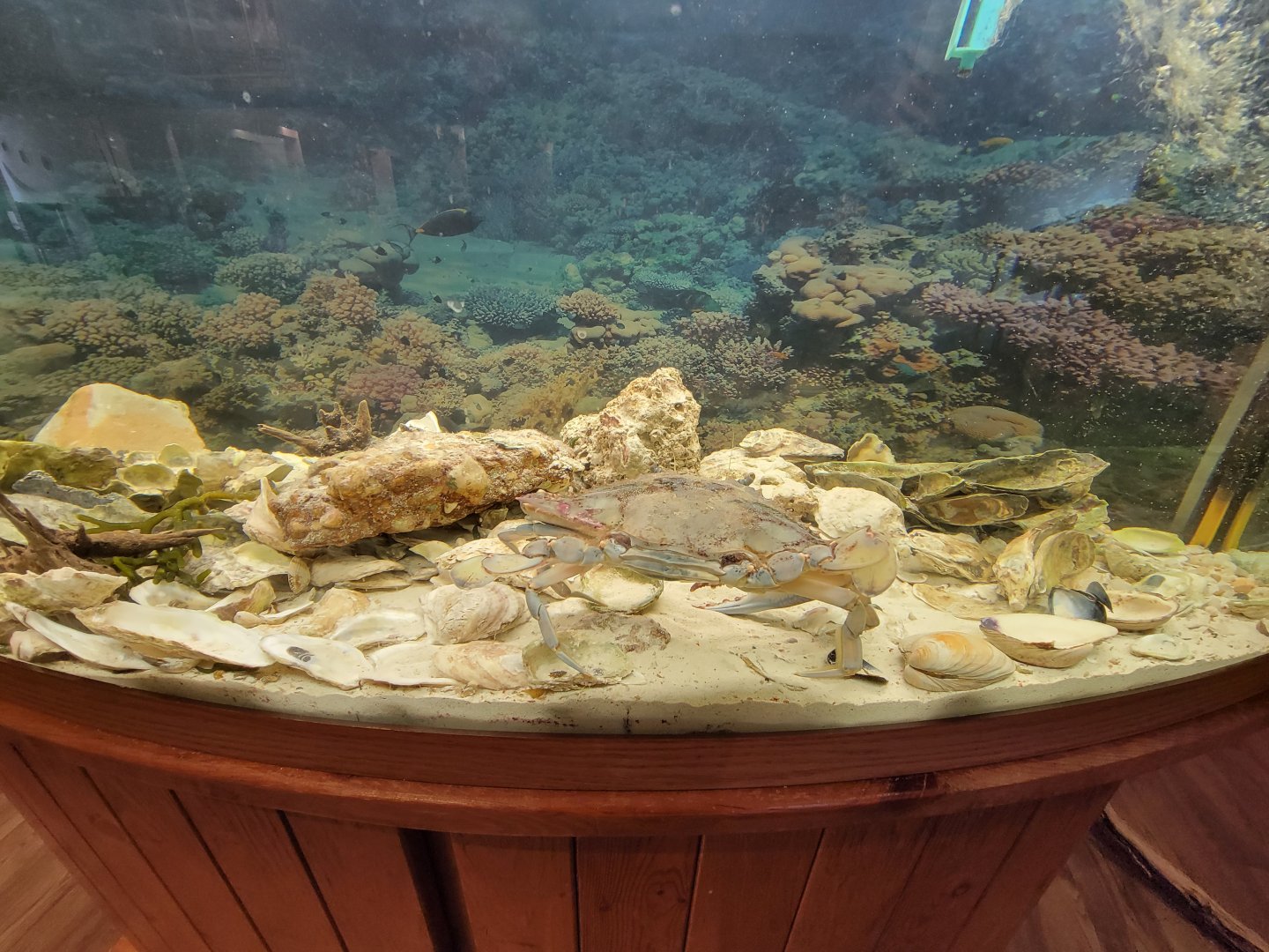 Delmarva Discovery Museum - Blue crab & oyster tank