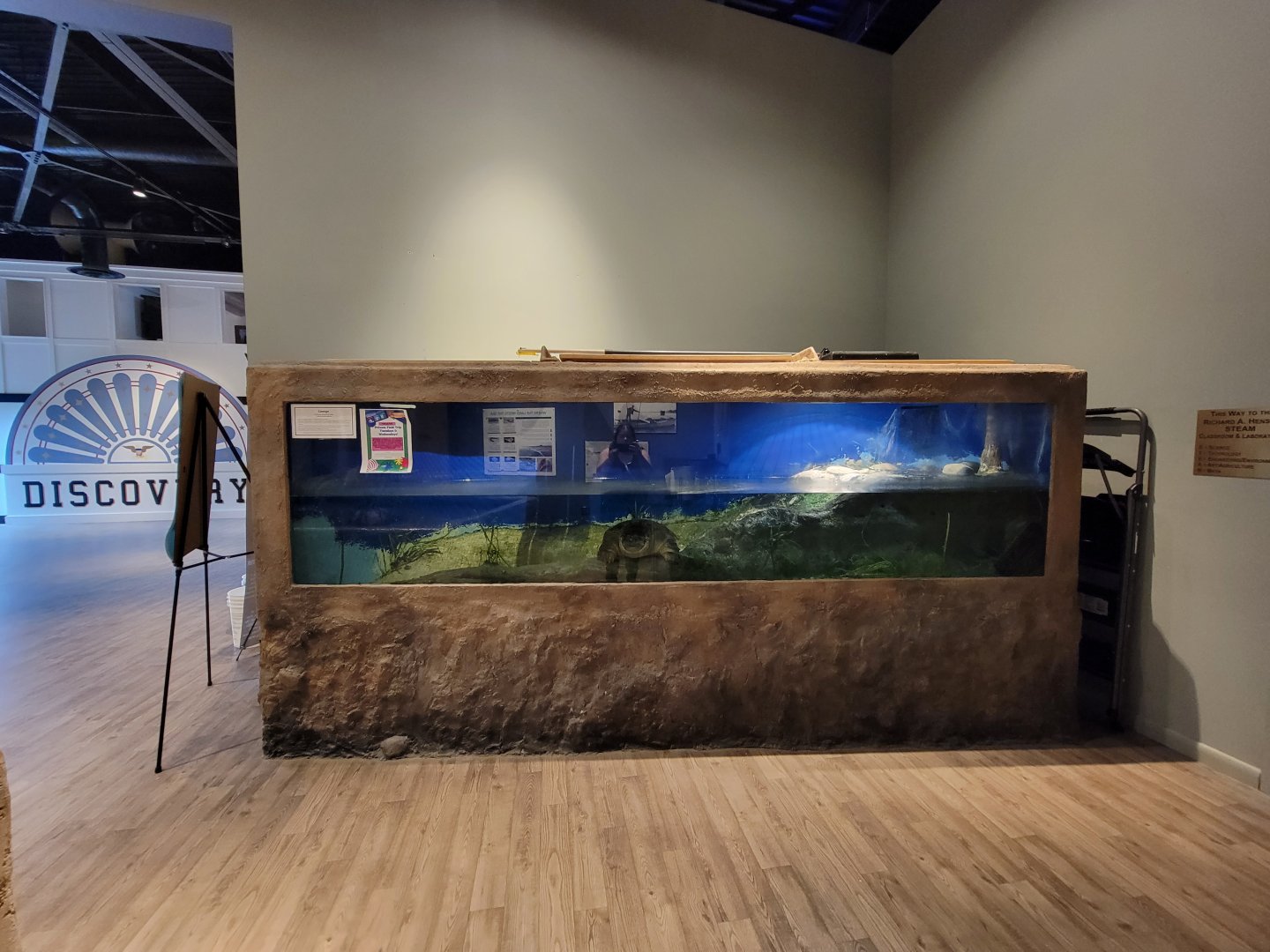 Delmarva Discovery Museum - Common snapping turtle