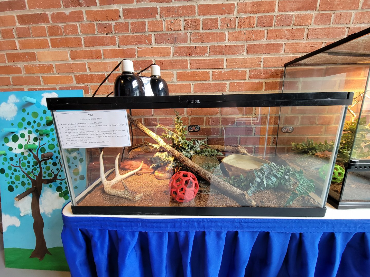 Delmarva Discovery Museum - Corn snake, albino