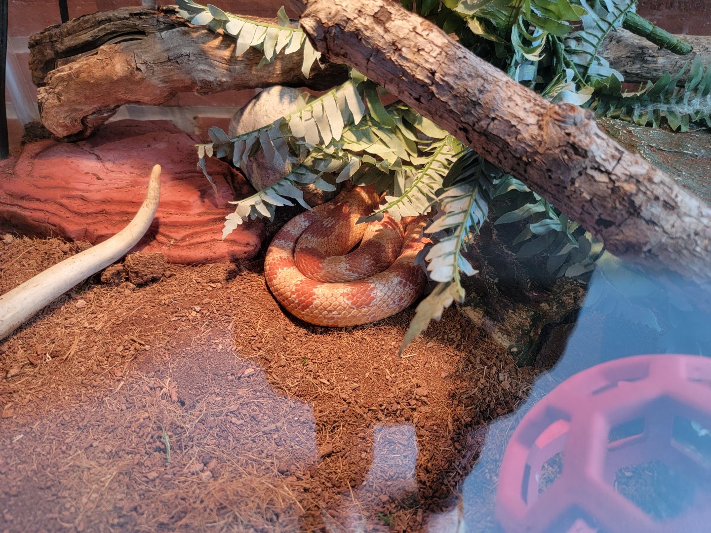 Delmarva Discovery Museum - Corn snake, albino