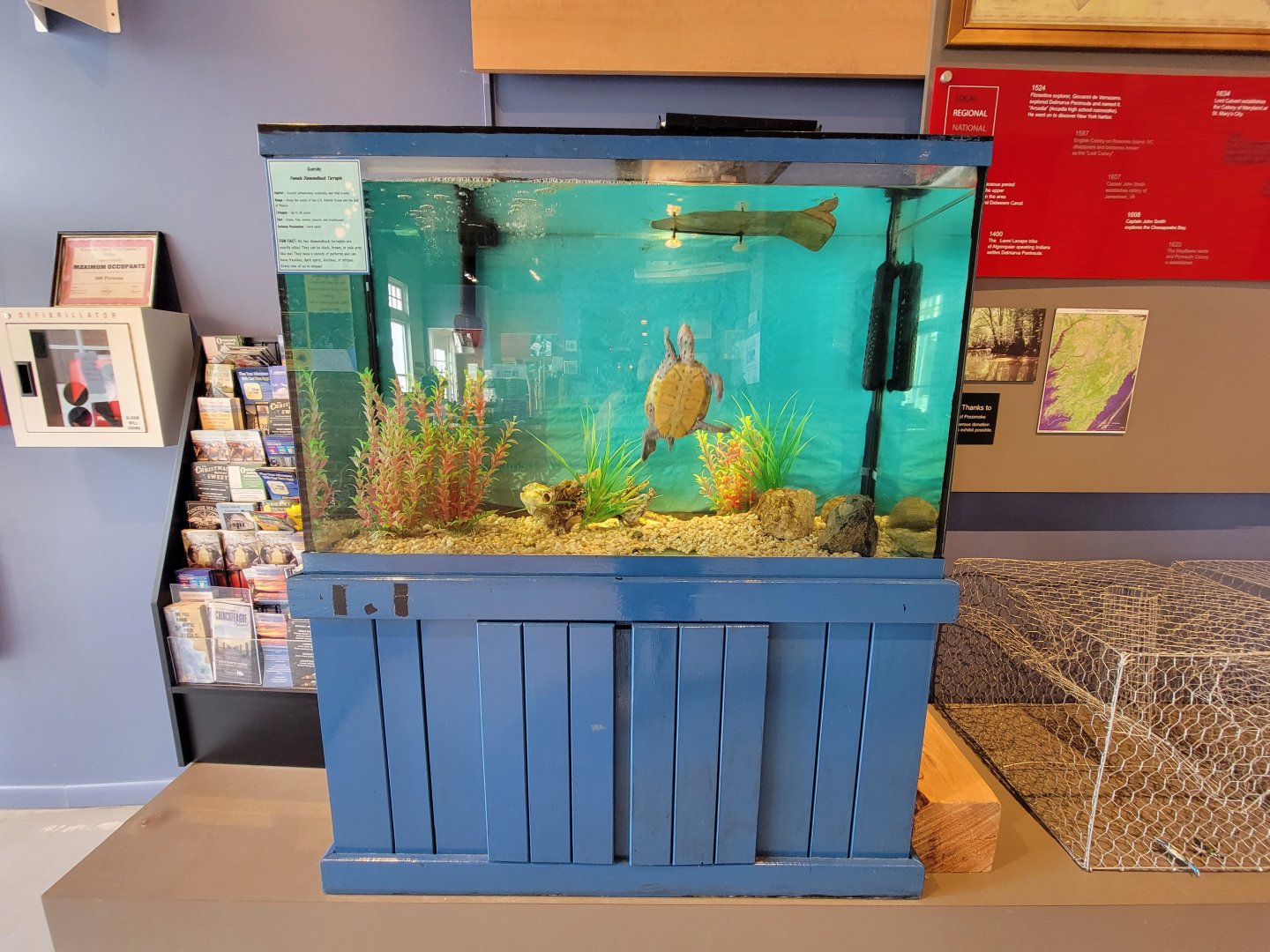 Delmarva Discovery Museum - Diamondback Terrapin inside entrance