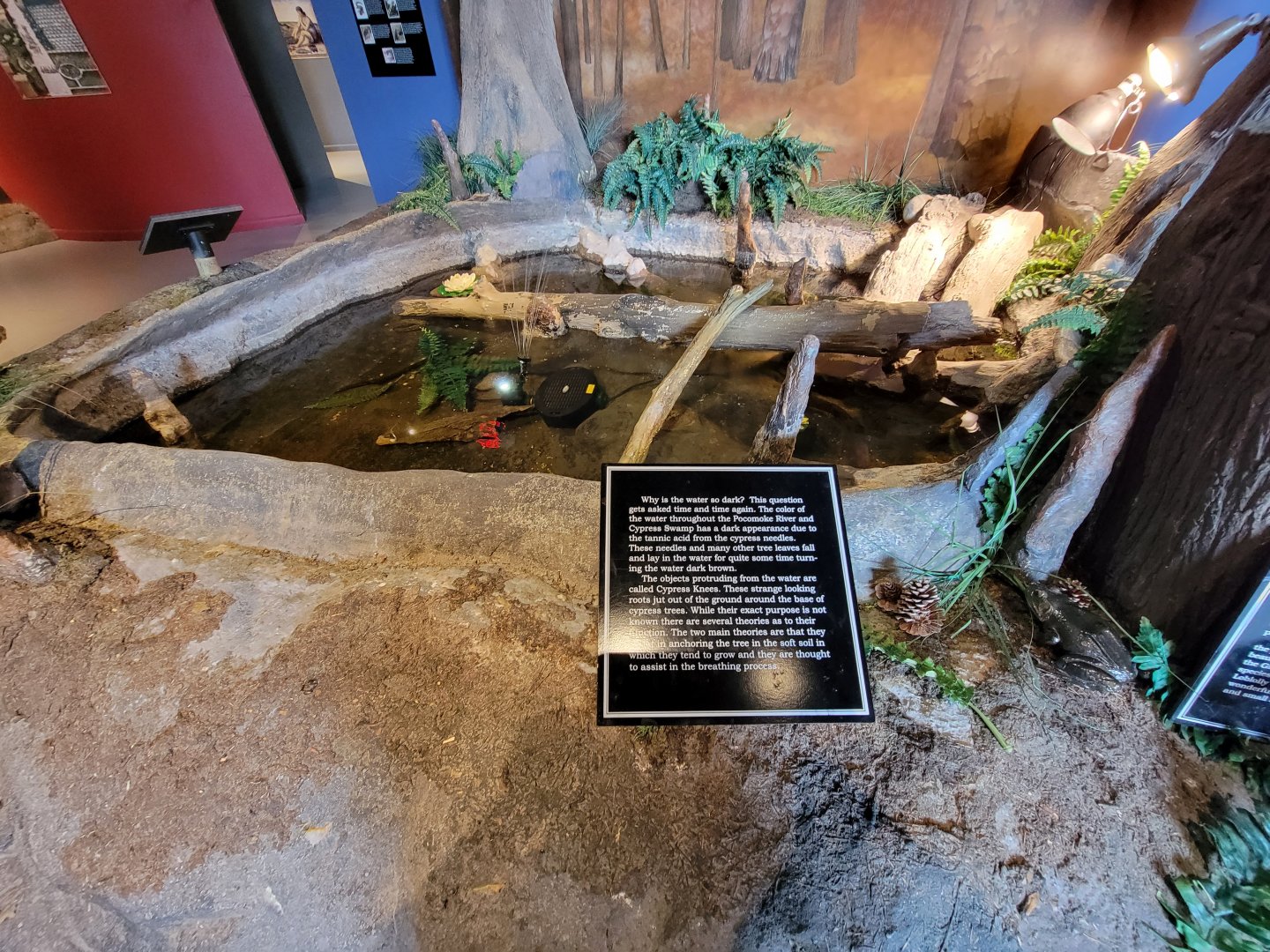 Delmarva Discovery Museum - Diorama pond