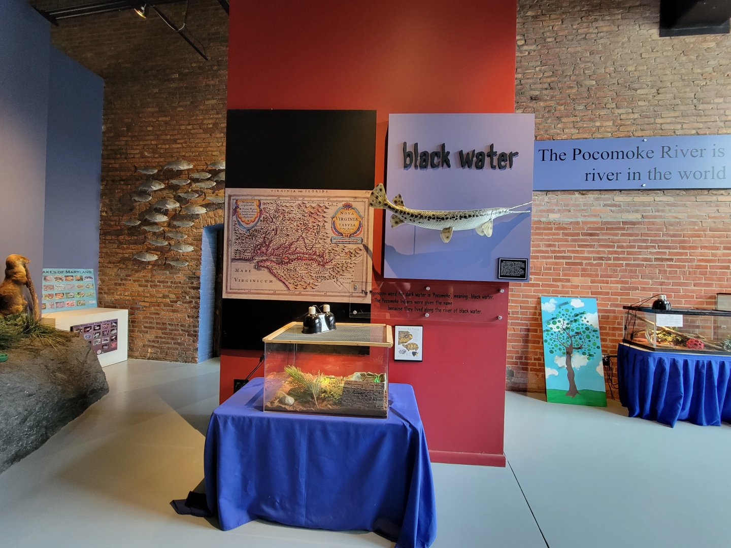 Delmarva Discovery Museum - Eastern box turtle