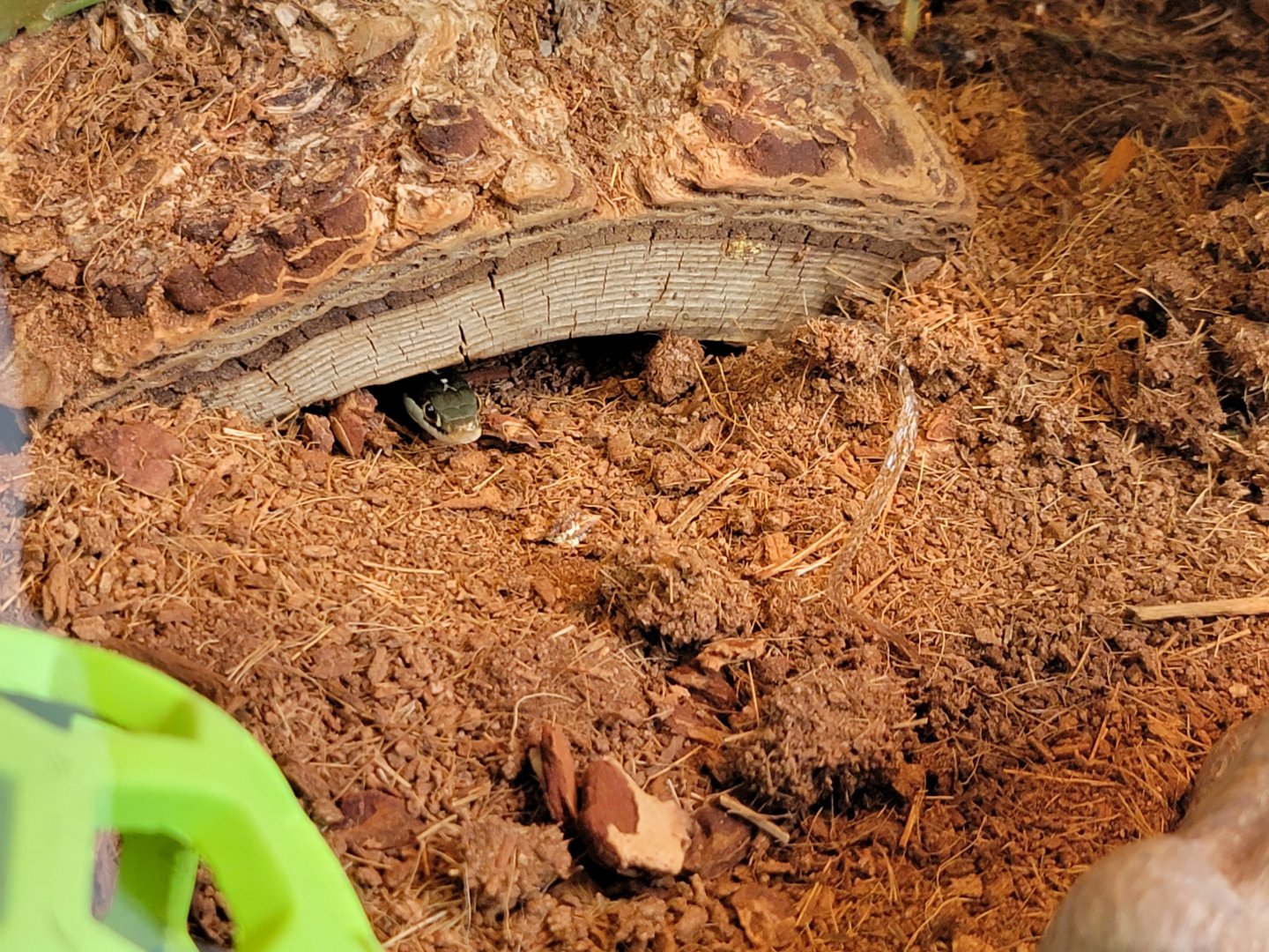 Delmarva Discovery Museum - Eastern ribbon snake