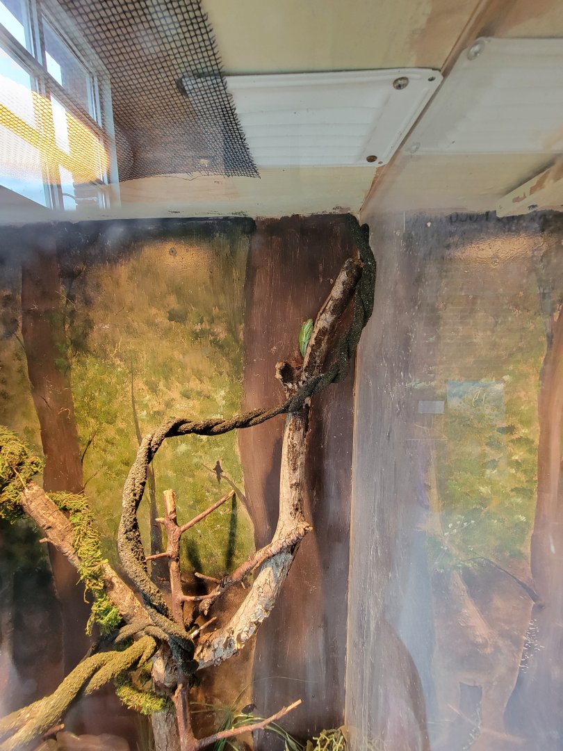 Delmarva Discovery Museum - Green treefrog