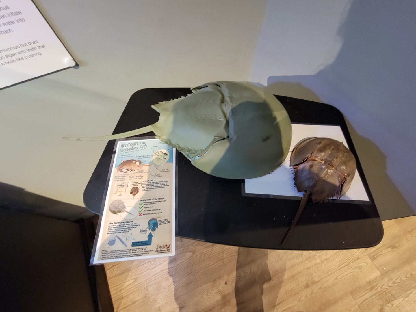 Delmarva Discovery Museum - Horseshoe crabs