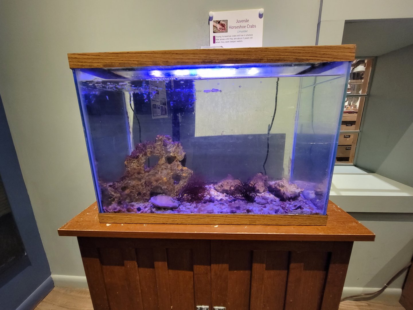 Delmarva Discovery Museum - Juvenile horseshoe crabs