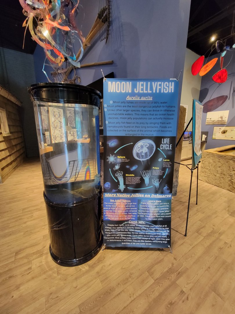Delmarva Discovery Museum - Moon jellies