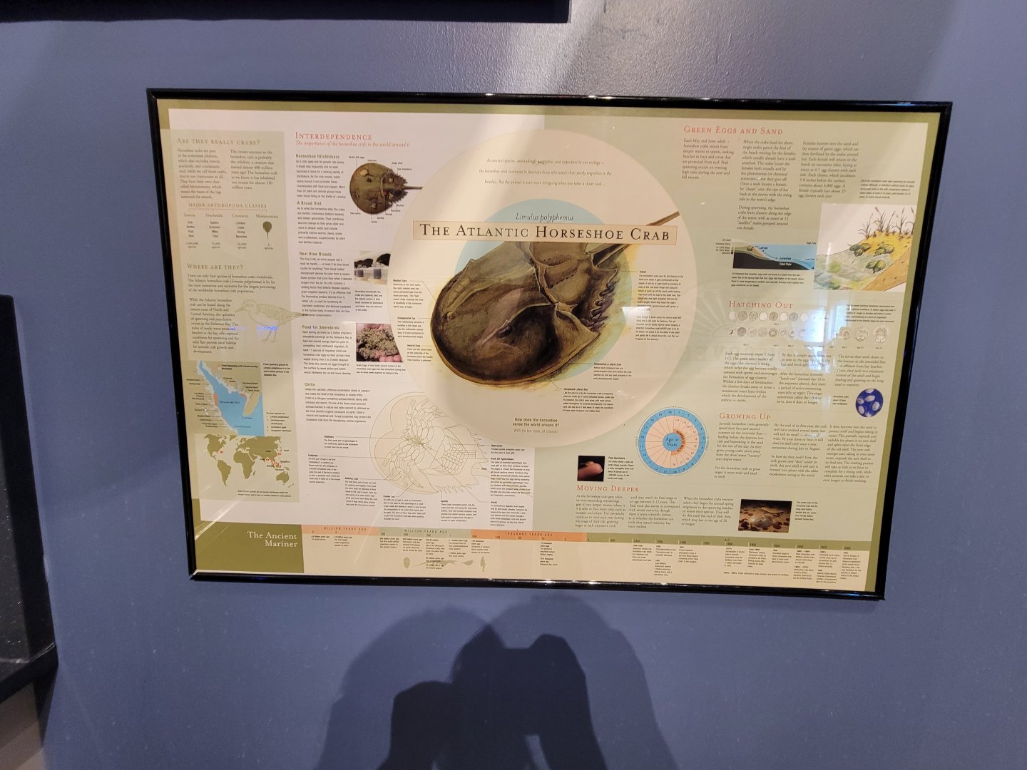 Delmarva Discovery Museum - Nice horseshoe crab poster