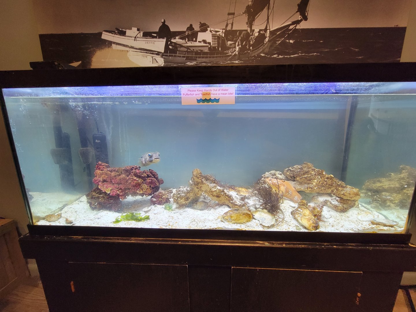 Delmarva Discovery Museum - Orange toadfish, striped burrfish