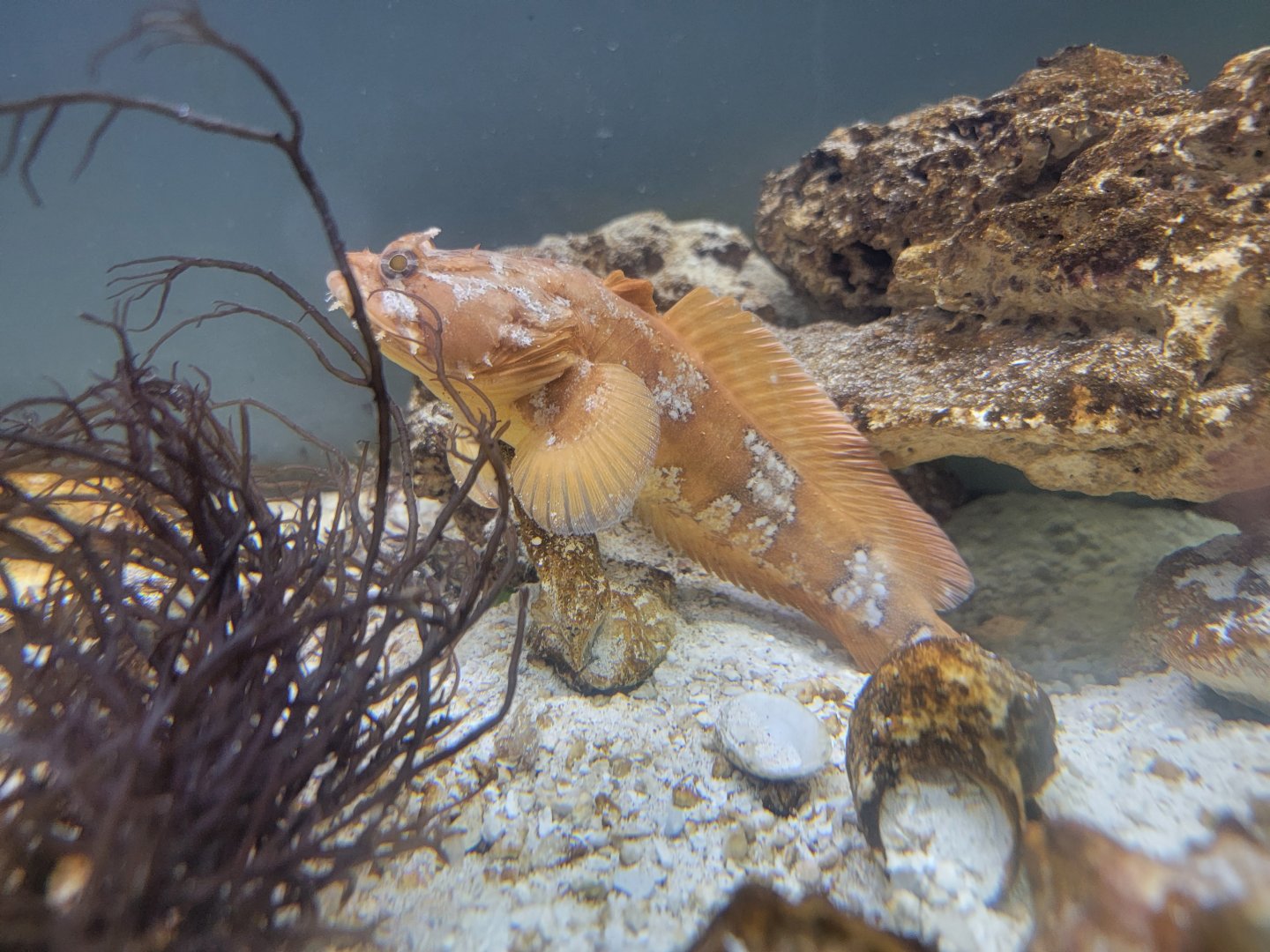 Delmarva Discovery Museum - Orange toadfish