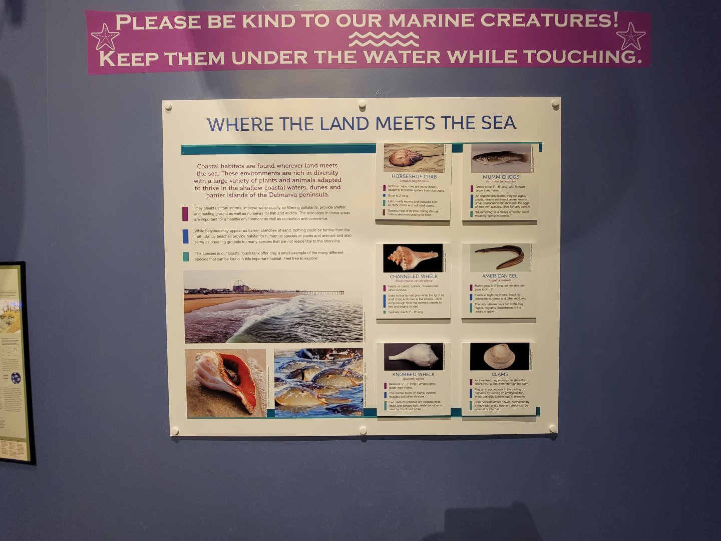 Delmarva Discovery Museum - Sign about species in touch tank?