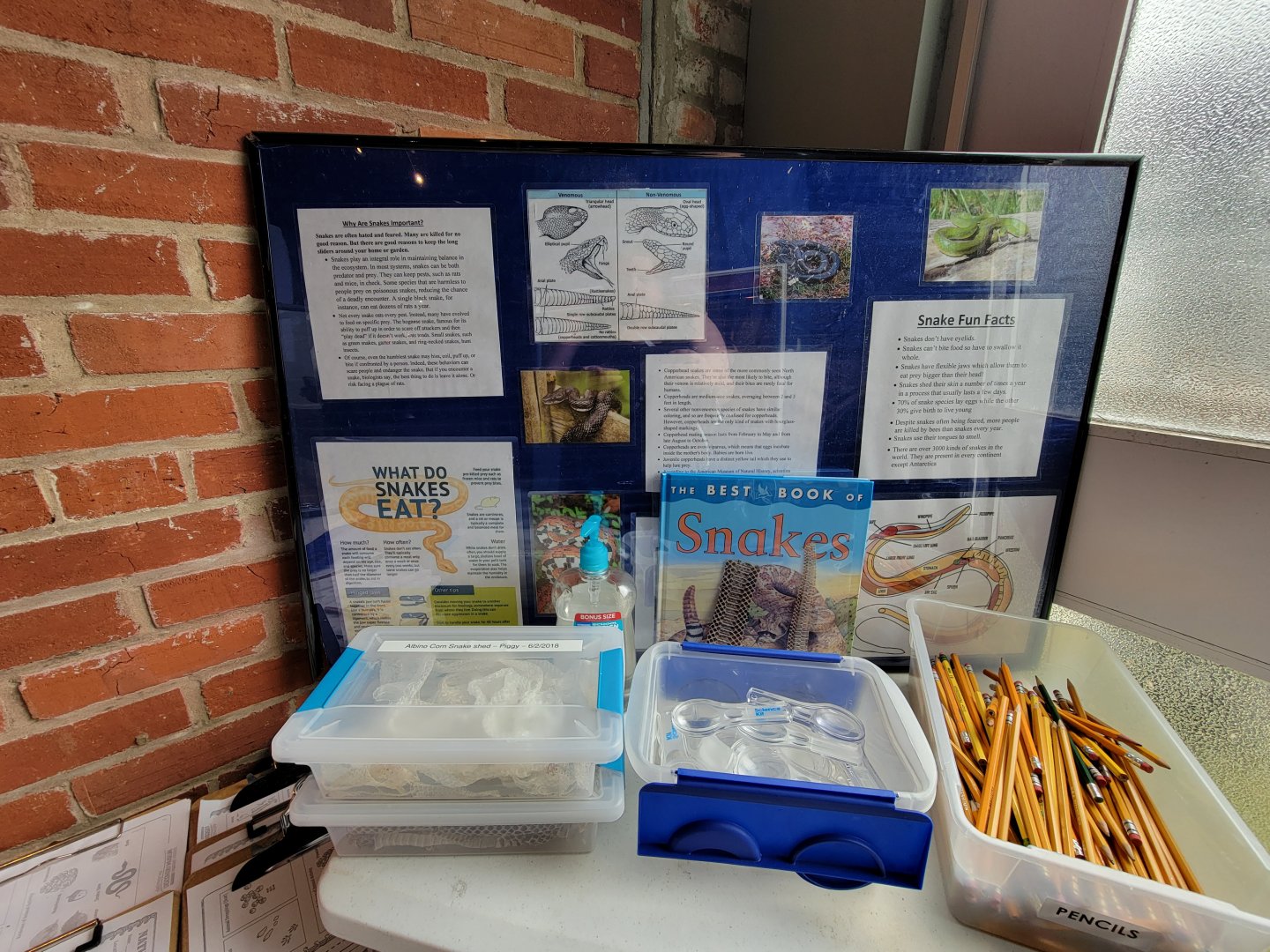 Delmarva Discovery Museum - snake info for kids