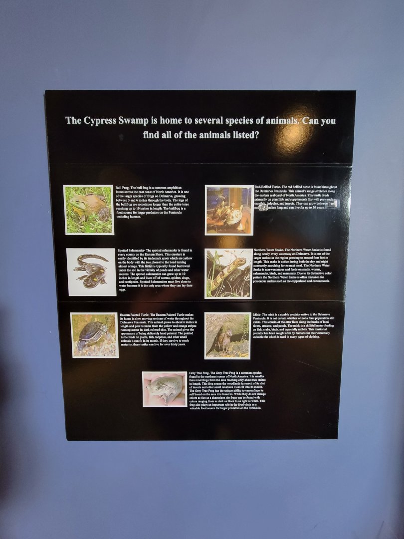 Delmarva Discovery Museum - Specimens placed in diorama